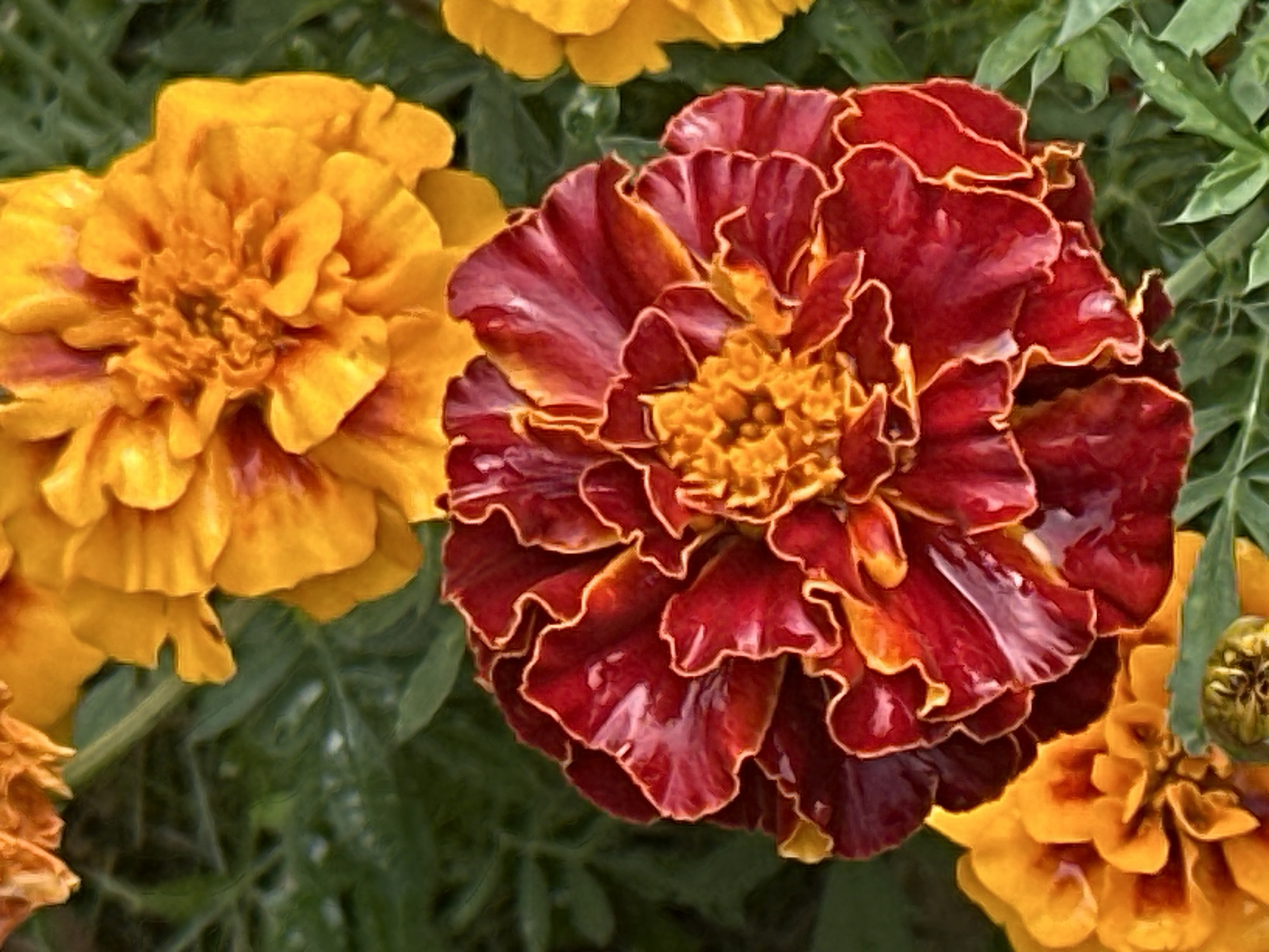 A close-up, top-down view showcases several marigold flowers. The largest, a deep burgundy with ruffled petals edged in gold, occupies the center and lower-right of the frame. To its upper-left and lower-left are two vibrant yellow marigolds, one partially in focus. A single yellow marigold is also visible in the upper-right corner. The background is a soft blur of green foliage, consistent with a garden setting. There are no people or animals present. The image does not provide any information or context to determine its location within the city of Podolsk, Russia.