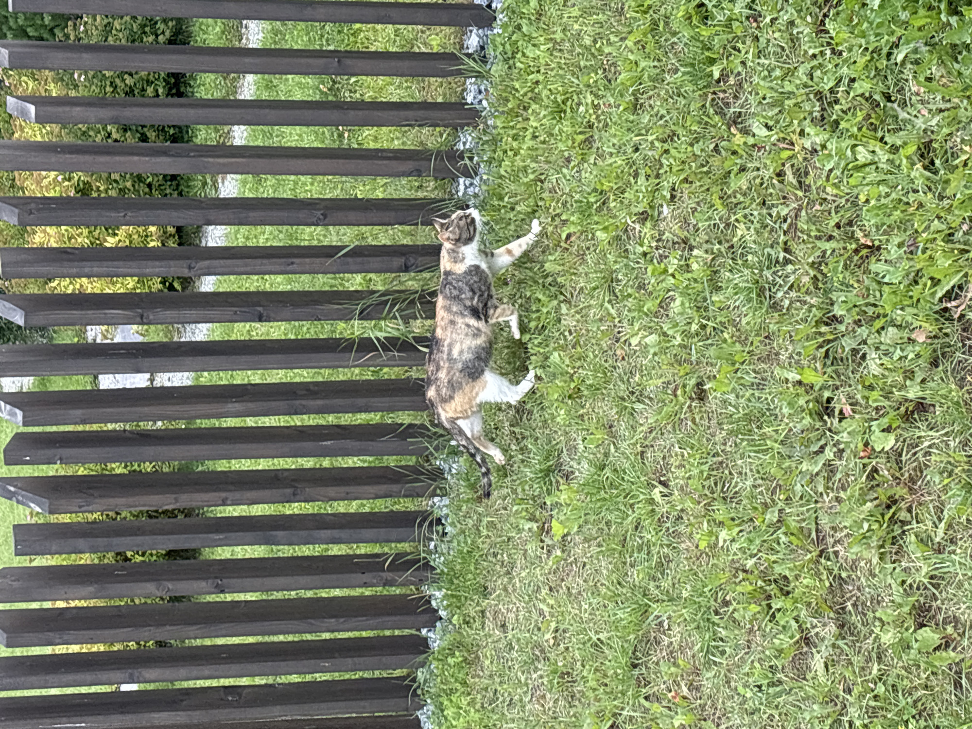 A calico cat stands on its hind legs in a patch of green grass, reaching towards a dark wooden fence. The cat has patches of white, black, and orange fur. The fence is made of horizontal wooden planks, with a row of grey gravel or small stones visible between the fence and the grass. The grass is moderately long and appears to be outdoors. The scene is captured from a high angle, looking down on the cat and the fence. The lighting suggests it is daytime. The location is Zvenigorod, Russia.