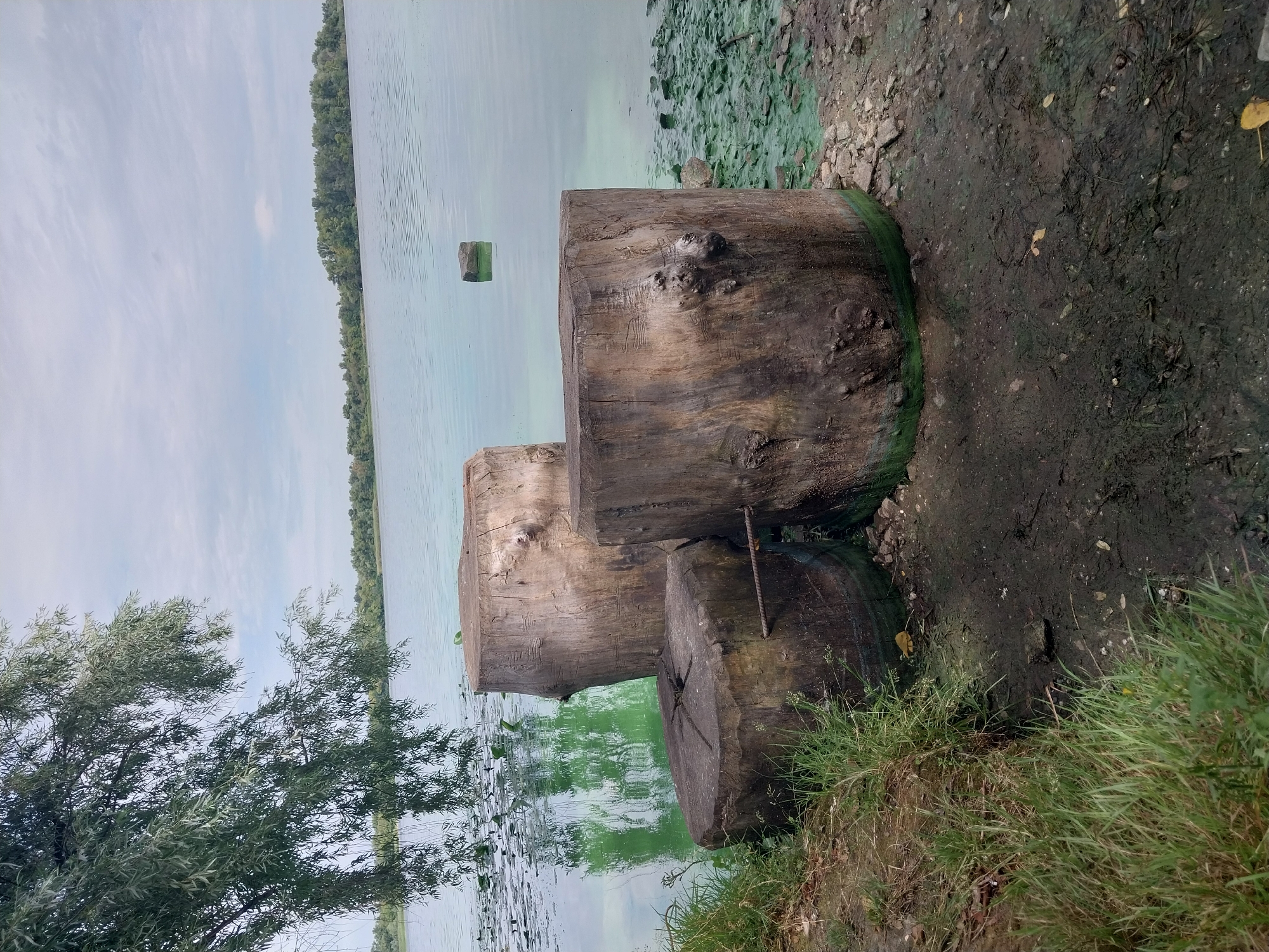 A serene view of the Dnipro River in Dnipro, Ukraine, unfolds under a pale, overcast sky. In the foreground, three weathered tree stumps stand clustered on the muddy bank, their rough textures and exposed rings testament to their age. The largest stump, positioned to the right, is slightly tilted. To its left, a shorter, broader stump rests, partially encased in dark green algae. A third, even shorter stump sits to the far left, its surface marked with a star-shaped pattern. The river itself is a vast expanse of light blue-green water, its surface rippled by a gentle breeze. Lily pads dot the water closer to the shore, their leaves a darker green against the lighter hue of the river. In the distance, a tree line forms a verdant horizon. A solitary, dark grey stone juts out of the water, several meters from the shore, a stark contrast to the soft hues of the river and sky. The bank is a mix of dark, wet mud and scattered stones, with patches of green grass growing sparsely. The overall atmosphere is one of quiet contemplation, a moment of natural beauty captured on the edge of the city.
