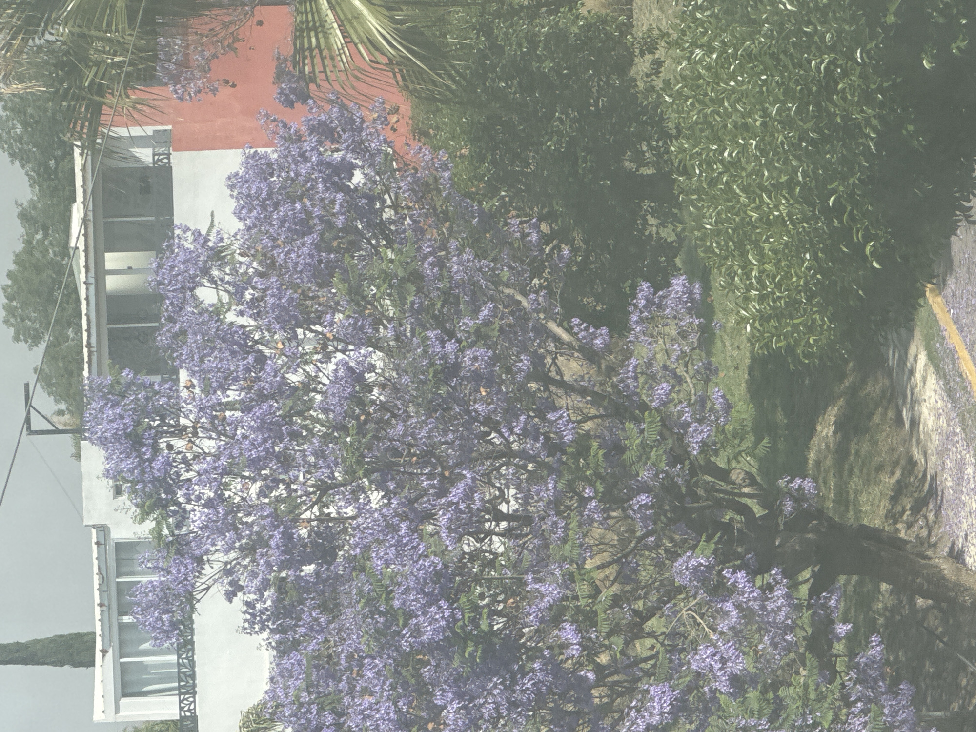 The image captures a street scene in Puebla, Mexico, notable for its vibrant jacaranda tree in full bloom, with its characteristic purple flowers dominating the foreground. The tree's blossoms are scattered on the adjacent sidewalk and roadway, adding to the scene's purple hue. In the background, buildings are visible, including a multi-story white building with large windows, and a structure with a red painted wall. Various other trees and shrubbery are also present, giving the impression of a residential or suburban area. The overall scene is overcast, resulting in muted colors and diffused lighting.