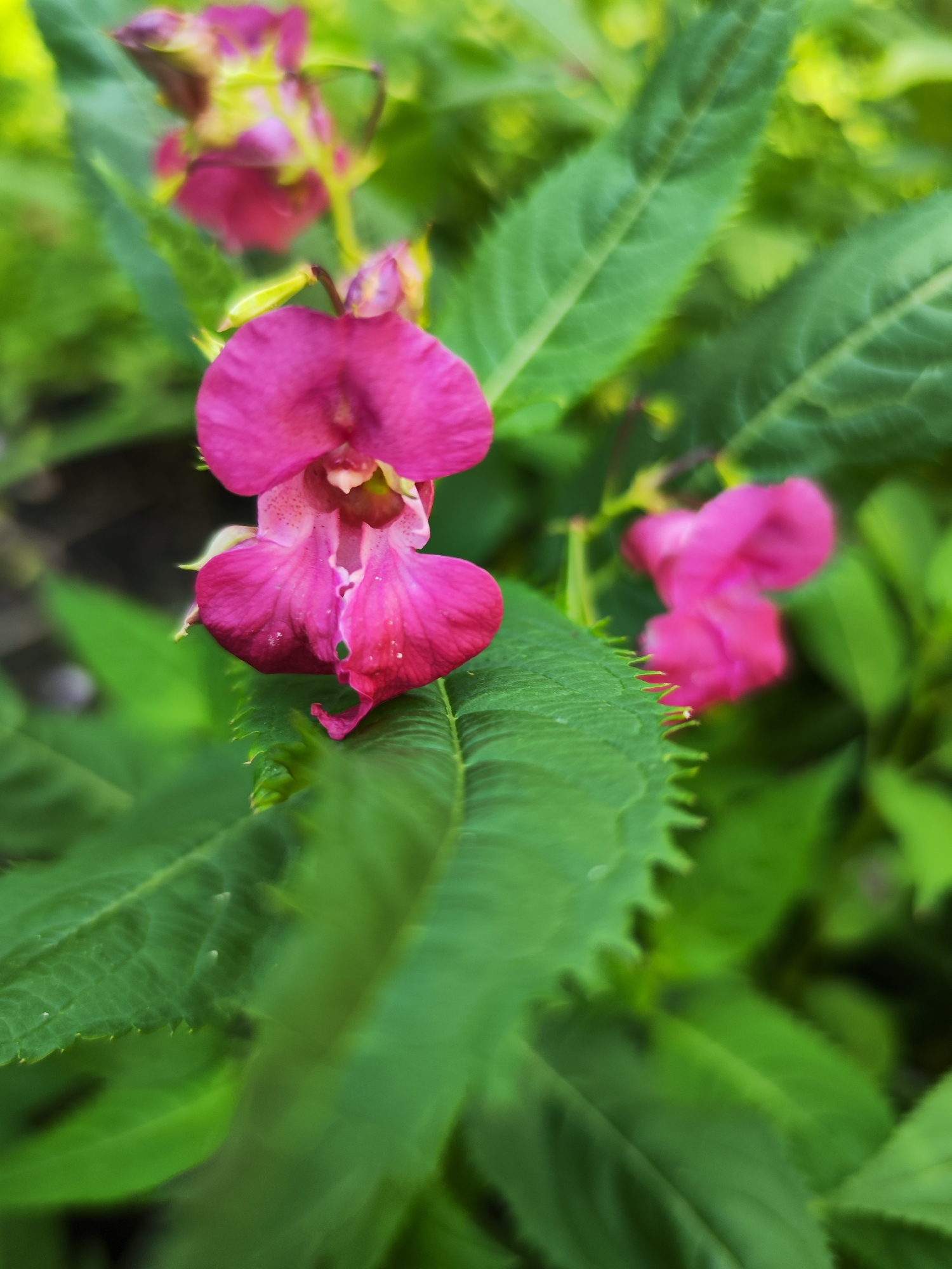 A close-up, low-angle shot of bright pink flowers and green leaves. The flowers have a distinctive shape with a prominent upper petal and a lower lip. Some of the flowers are in full bloom, while others appear to be buds. The leaves are serrated and have visible veins. The background is a blur of green foliage, suggesting an outdoor setting. The image is taken in Barnaul, Russia.