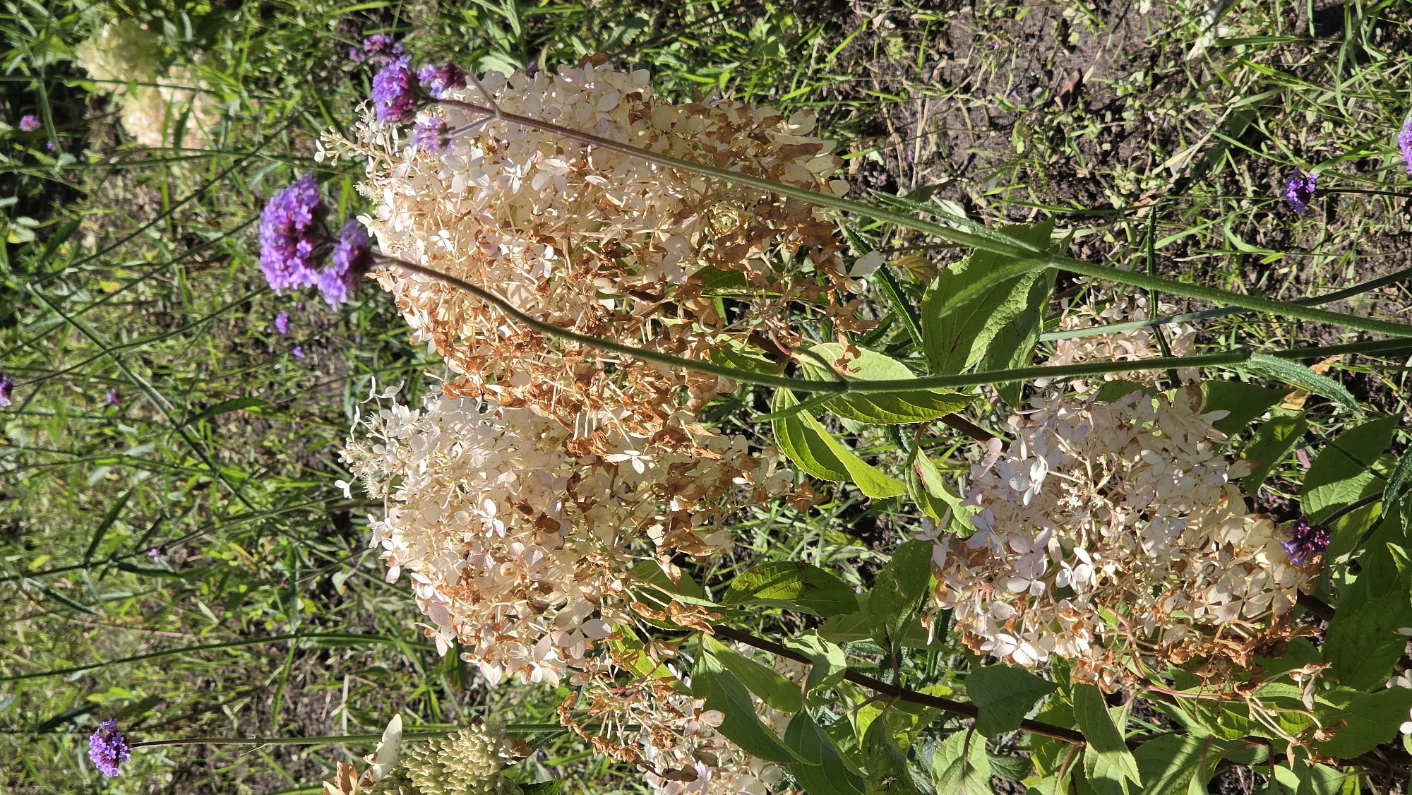 A close-up, vertical shot captures the end of summer in a garden, with dried and wilting hydrangea blossoms in shades of cream and brown dominating the foreground. Several stems with bright purple flowers, possibly Verbena, rise above the hydrangeas, adding a pop of color. The background consists of a profusion of green grass and other foliage, suggesting a natural or semi-natural setting within a park or private garden in Moscow, Russia. The lighting indicates a sunny day. No people are present in the image.