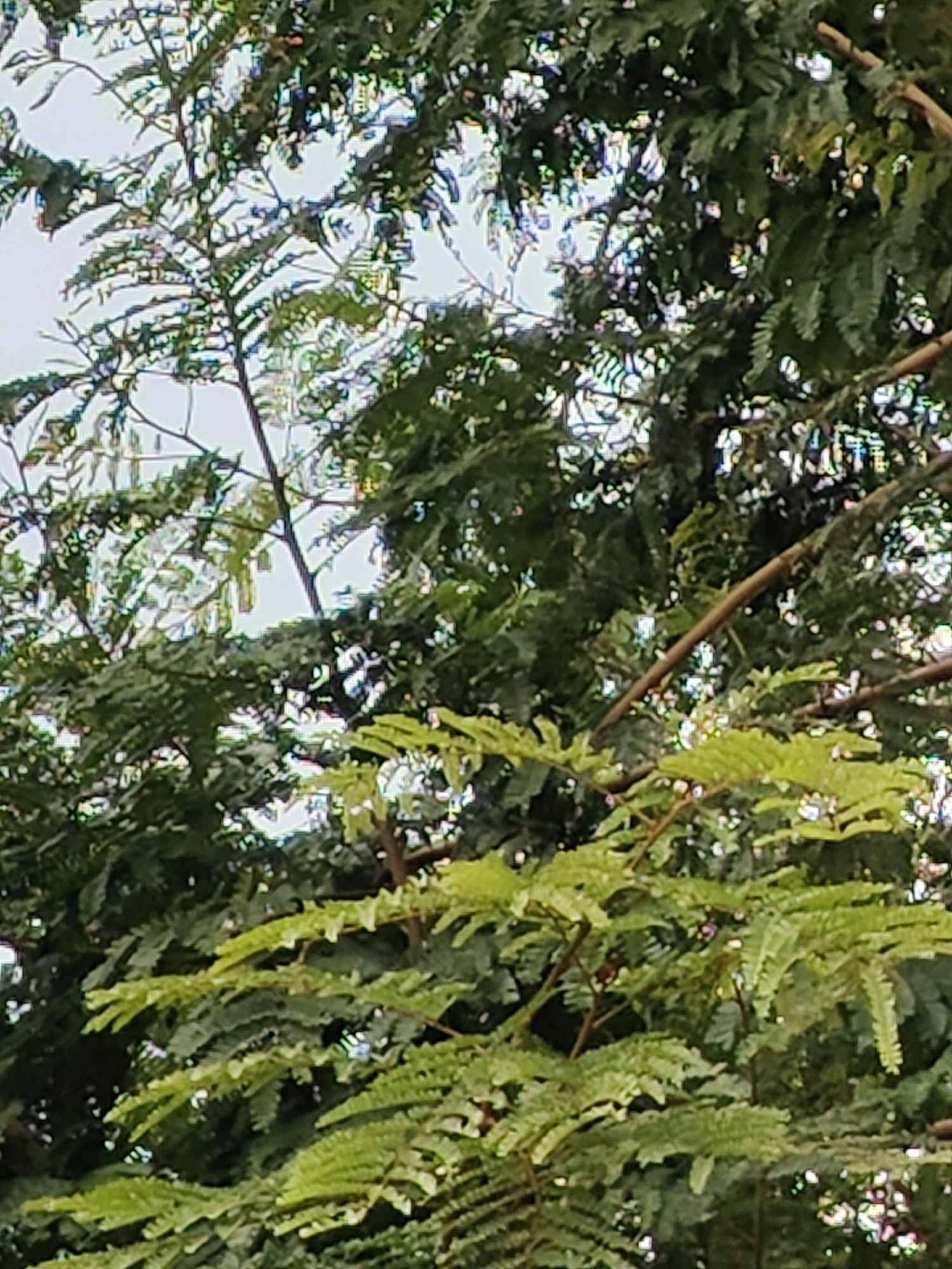 The image shows a close-up view of a dense canopy of green leaves and branches of a tree, likely a tamarind tree, given the compound leaf structure. The foliage is lush and vibrant, with some leaves appearing lighter green, possibly due to new growth or sunlight filtering through. The background consists of a light, overcast sky, interspersed with more dark green leaves. A few thin, brown branches are visible, crisscrossing through the greenery. The overall impression is of a natural, outdoor environment. The image does not contain any people or specific man-made objects.
