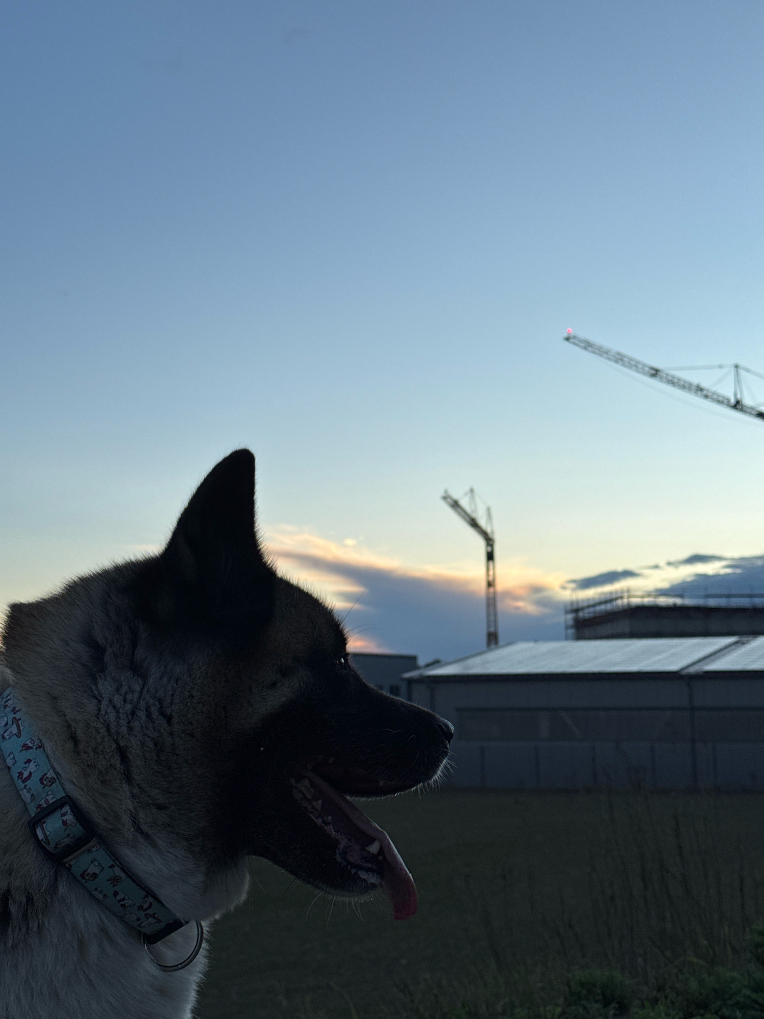 The image shows a profile view of a dog's head and neck in the foreground. The dog appears to be an Akita breed, with tan and black fur, pointed ears, and its mouth open with its tongue hanging out. It is wearing a light blue collar with a pattern of white cartoon dogs. Behind the dog, the sky is a clear blue fading to a lighter hue near the horizon, with some wispy clouds tinged with orange and pink from the setting sun. In the middle ground, there are several construction cranes. One is tall and in the distance, with a small red light visible at its tip. Another, shorter crane is closer. Behind the cranes are industrial-looking buildings with flat roofs. The scene is set outdoors, likely in an open area with tall grass in the foreground and middle ground. Based on the presence of construction cranes and industrial buildings, it is possible this image was taken near a construction site in the city of Wettstetten, Germany.