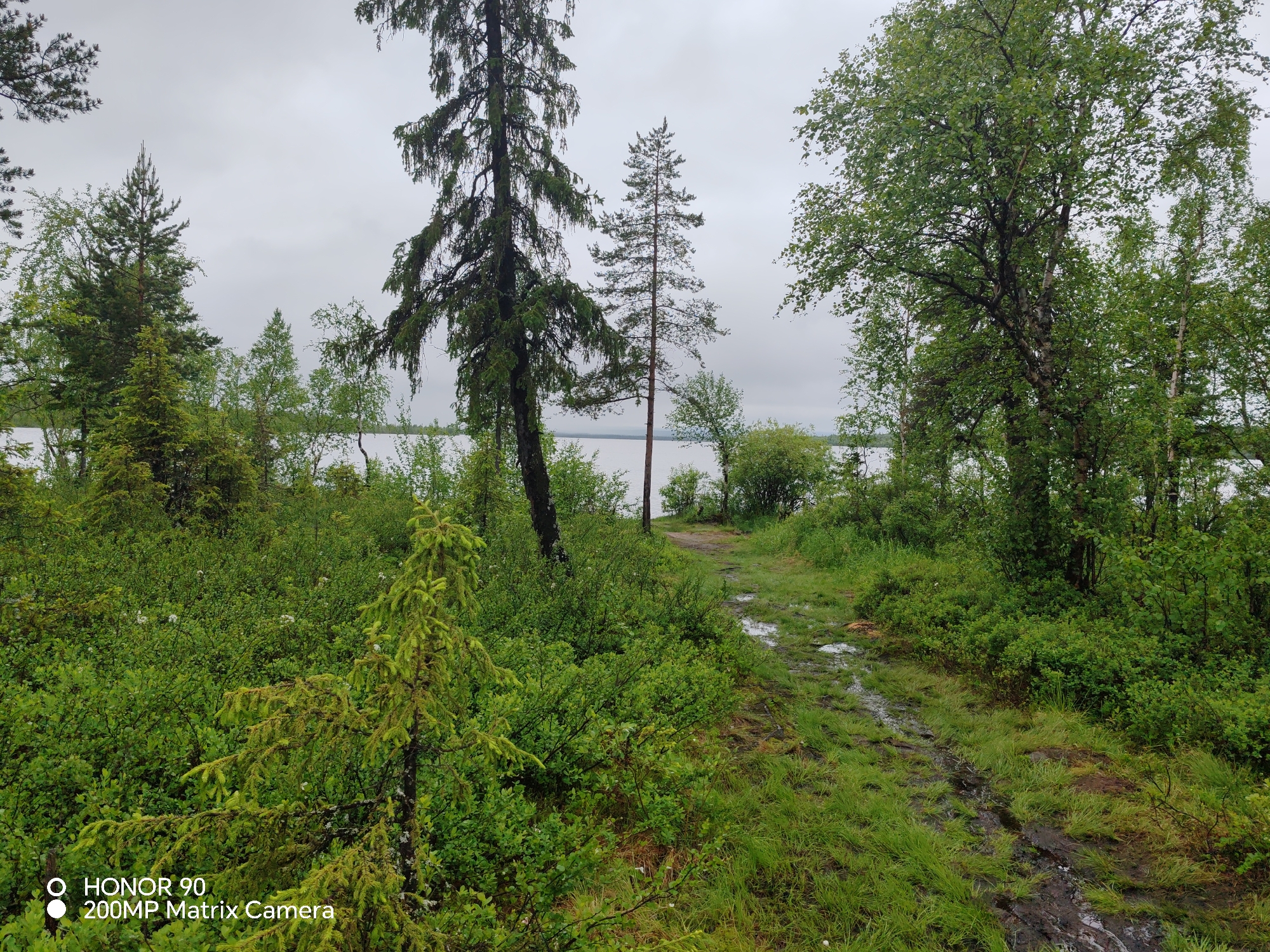 The image depicts a wet, overgrown path leading towards a body of water, likely a lake or river, in Olenegorsk, Russia. The environment is characterized by dense green foliage, including various trees and bushes, indicating a natural, possibly forested area. The path itself appears to be dirt or gravel and shows signs of recent rain with puddles of water and muddy patches. The sky is overcast and grey, suggesting a cloudy or rainy day. In the foreground, there is a young evergreen tree with bright green needles. The overall scene conveys a sense of wilderness and damp, natural beauty. The corner of the image displays a watermark indicating "HONOR 90 200MP Matrix Camera."
