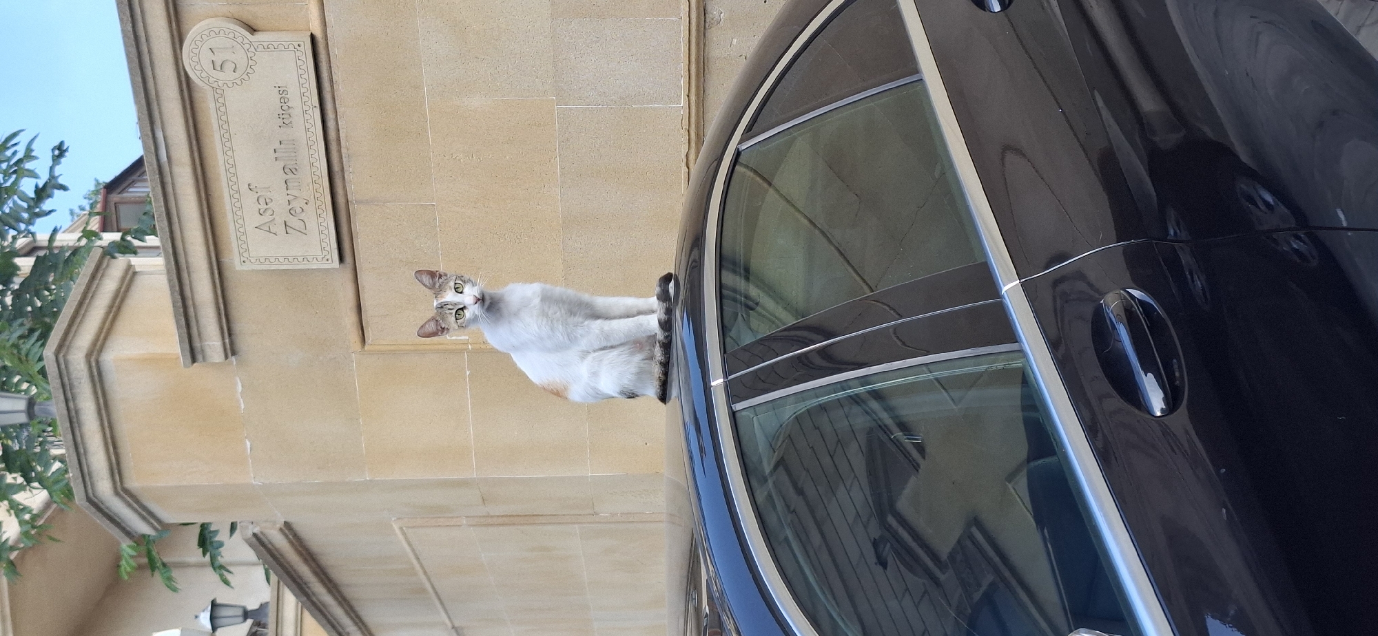 A calico cat is perched on the roof of a black sedan in Baku, Azerbaijan. The cat is primarily white with patches of orange and gray. It has green eyes and is looking directly at the camera. The car is parked on a street, with a building and trees in the background. A street sign with the inscription "Asef Zeynalı küçəsi 51" is visible on the building. The building appears to be made of light-colored stone and has decorative elements. The sky is visible in the upper right corner and appears to be clear.