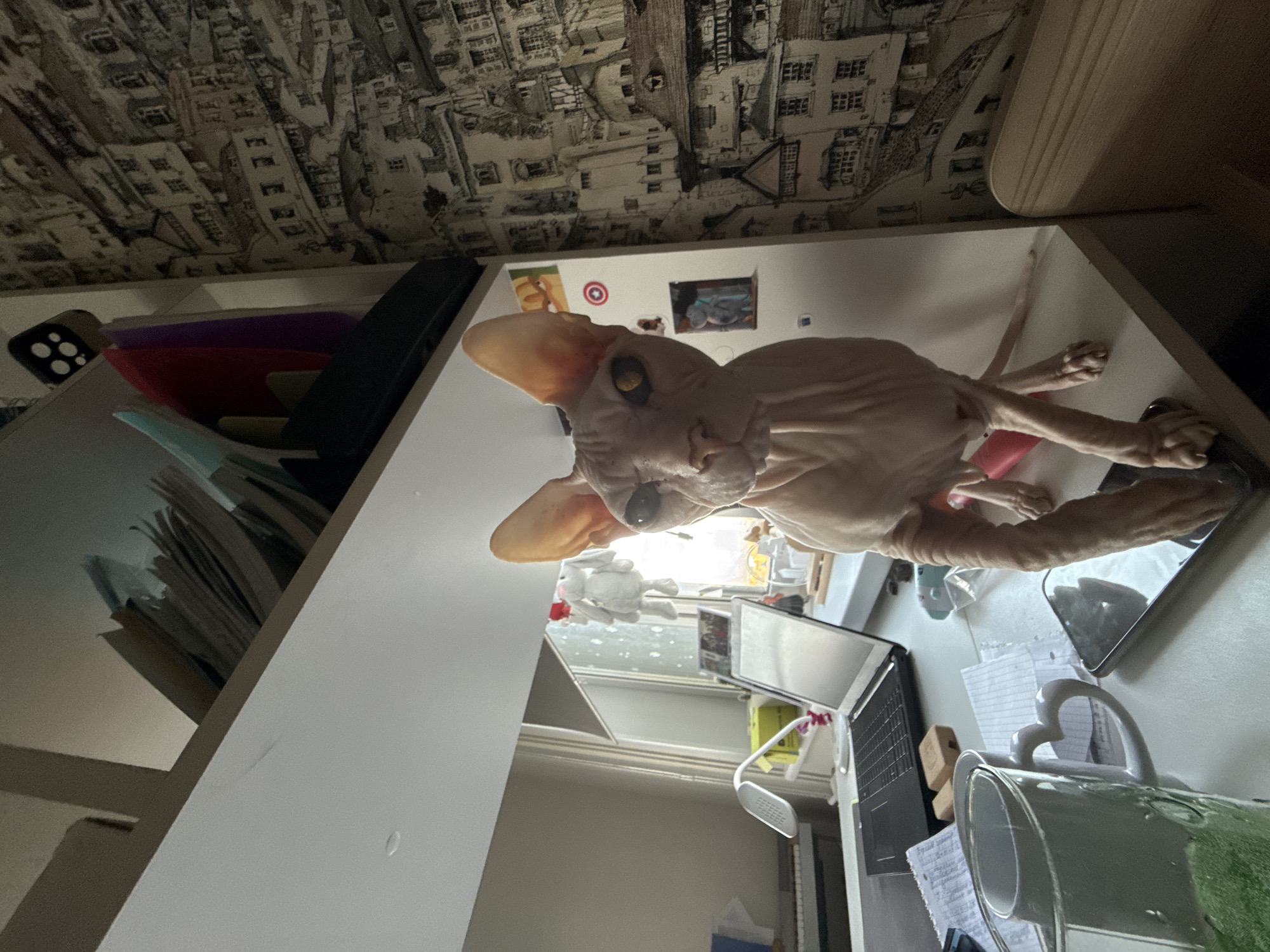 A hairless cat, possibly a Sphynx, stands on a white desk in front of a wall covered with intricate, detailed wallpaper depicting a European-style city. The cat's skin is pinkish-tan, and its large ears are prominently displayed. Its yellow eyes are open, and it appears to be looking directly at the camera. The desk is cluttered with various items, including a laptop, papers, a phone, a glass mug with a heart-shaped handle containing a green beverage, and a desk lamp. Behind the desk, a white shelf holds a stack of papers or folders. The lighting suggests it is daytime, with light coming from a window on the left side of the frame. The overall impression is of a domestic indoor setting, possibly a home office or workspace. There is no visible indication of the specific location within Krasnoyarsk, Russia.