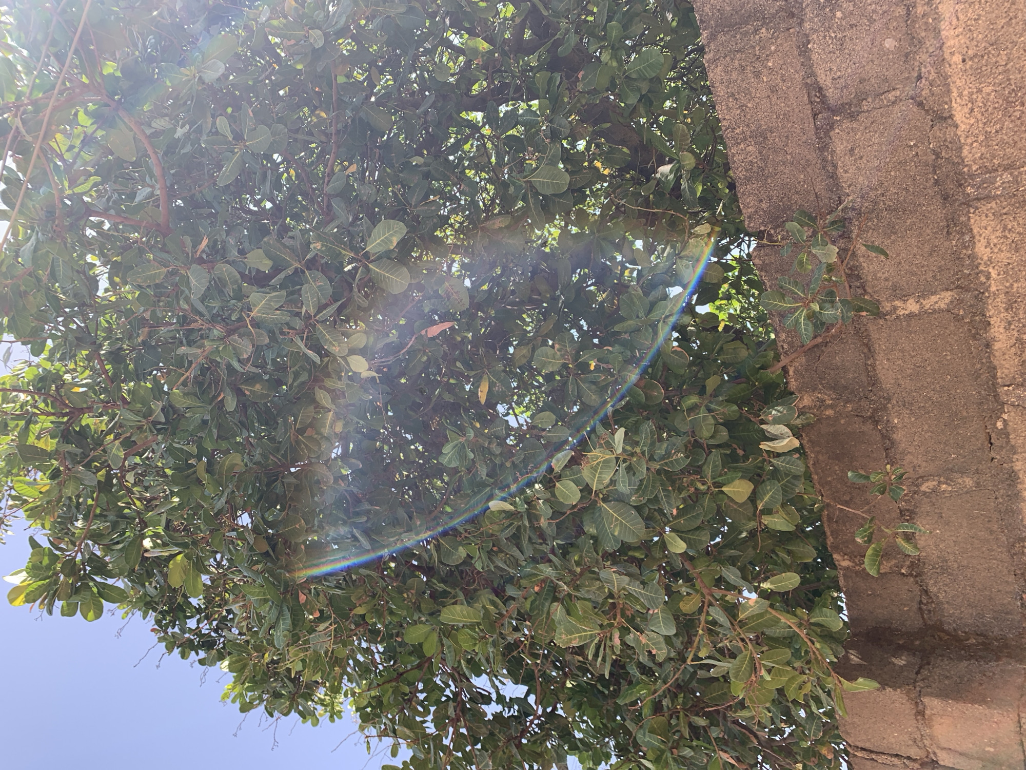 The image depicts a lush tree with rounded, green leaves filling the majority of the frame. Sunlight filters through the foliage, creating a lens flare. To the right of the tree is a portion of a weathered brick wall, suggesting a building or structure in close proximity to the tree. The sky is visible in the lower left corner, indicating a clear day. Given the prompt's indication, the scene is located in Rafin Par, Nigeria. No people, subjects, objects, actions, or interactions are directly identifiable aside from the environmental factors mentioned above.