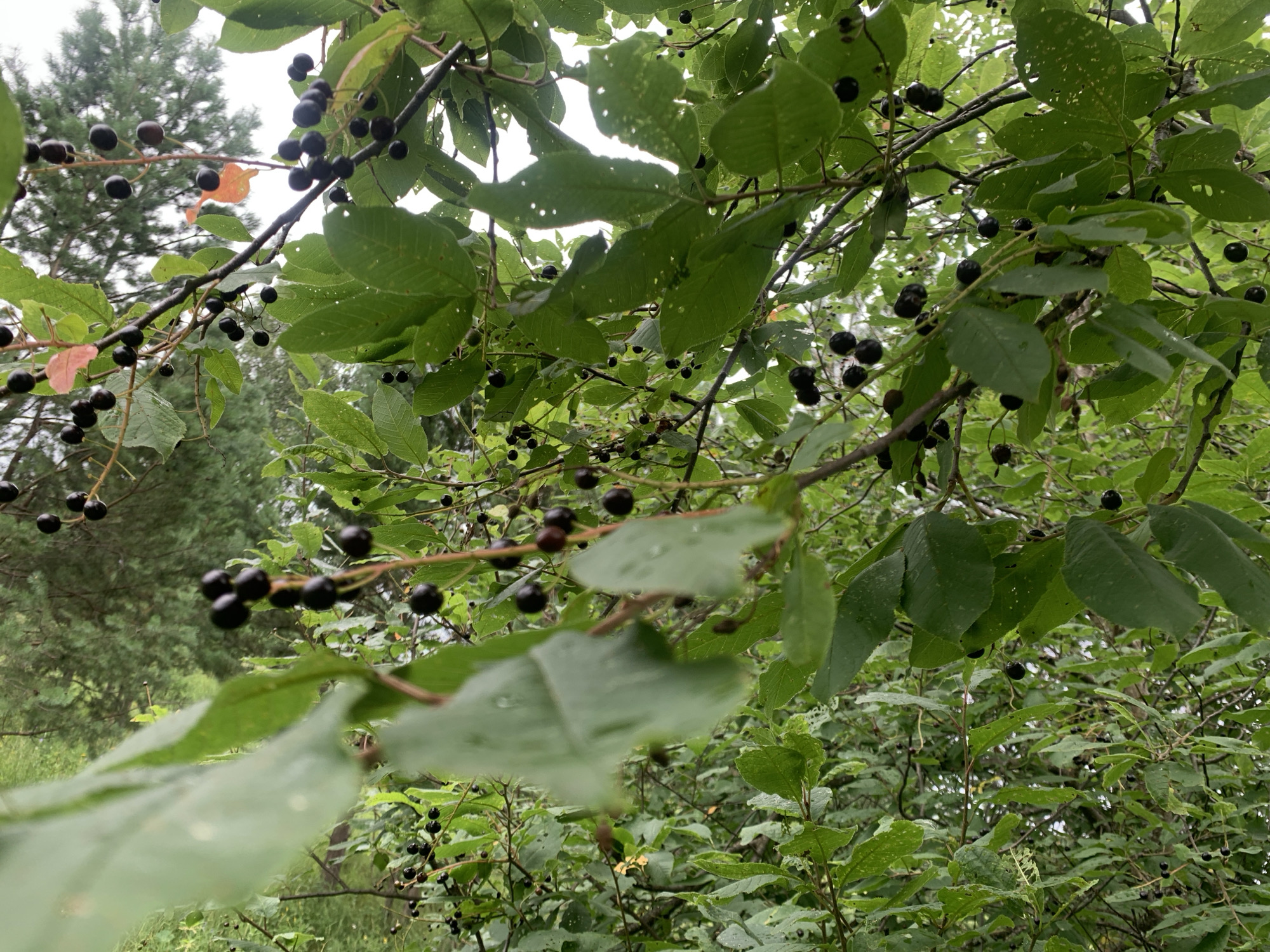 The image is a close-up, slightly blurred, outdoor shot of a tree branch laden with dark berries and green leaves. The berries are small and round, varying in color from deep purple to black, and appear to be ripe. Some of the leaves show signs of damage, with small holes and tears. The background consists of more foliage and trees, suggesting a natural or park-like setting. There are no people or man-made structures visible in the image. The location is Mar'evka, Russia, but there are no specific landmarks or clues within the image to indicate this exact location.