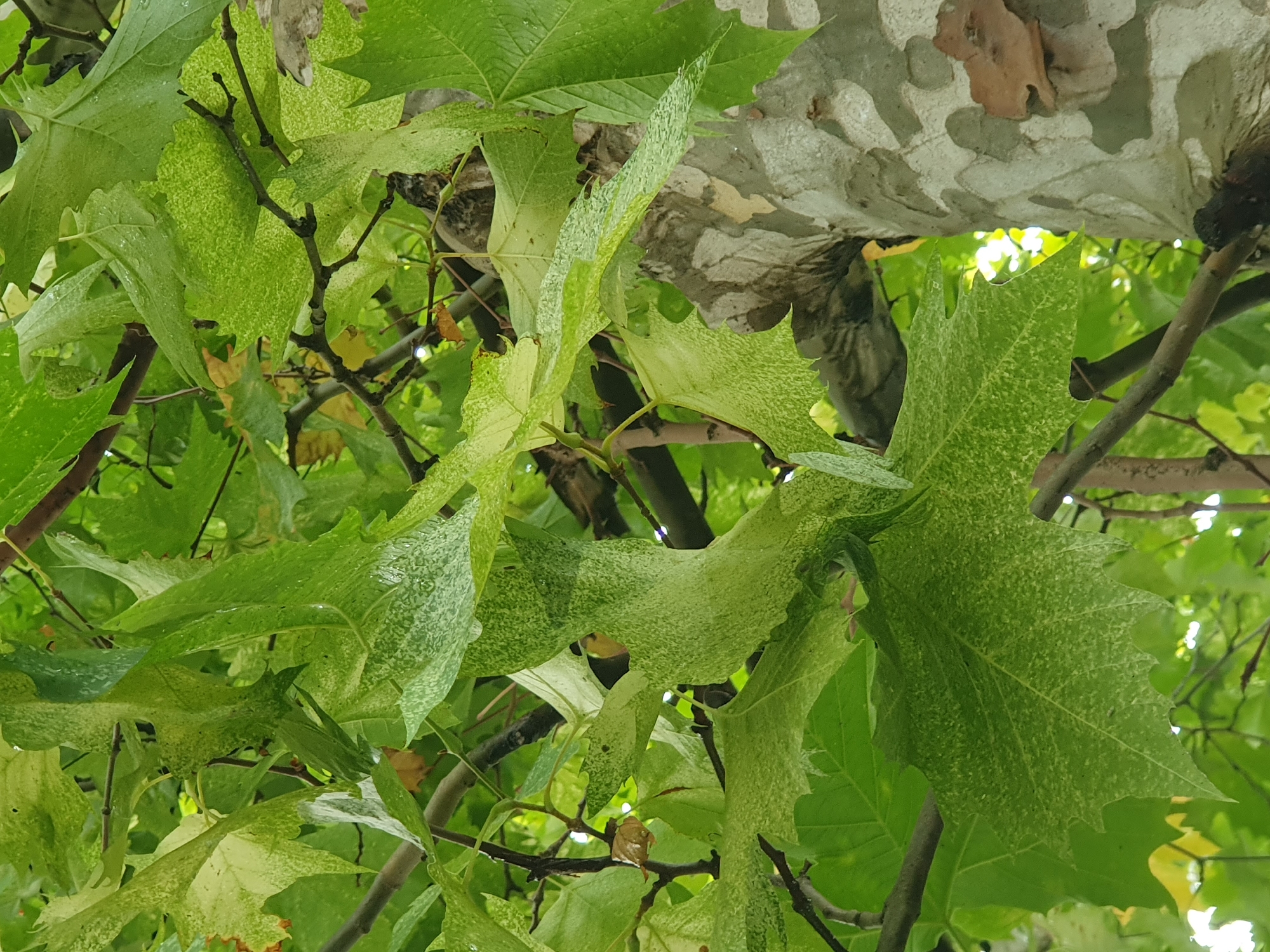 The image shows a close-up view of the foliage and trunk of a tree, likely in Batumi, Georgia, given the context. The leaves are broad and lobed, with a mottled pattern of light and dark green, and some appear to have water droplets on them. The tree trunk is visible on the right side of the image and has a distinctive, textured bark with patches of light gray, white, and darker green or brown. The overall impression is of a lush, natural environment. There are no people or actions depicted in the image.