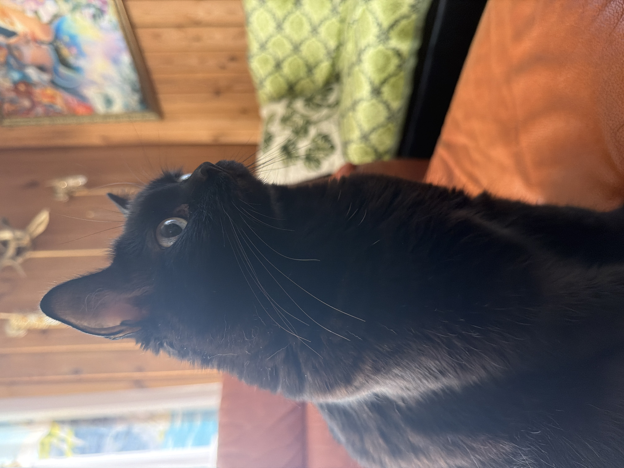 A black cat with green eyes is sitting on an orange couch. The cat is looking to the right side of the frame, with its ears perked up. In the background, there is a wooden wall, a window with white curtains, and a green couch with a patterned cover. A painting hangs on the wall above the green couch. The scene appears to be indoors, possibly in a living room. There is no identifiable information that places this image in Novosibirsk, Russia.