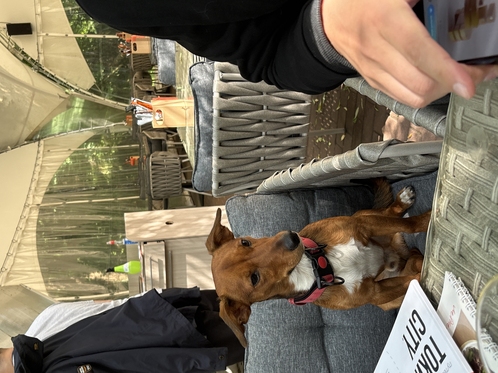 A medium-shot outdoor photograph shows a tan dog with white markings sitting on a gray cushioned chair. The dog is facing left with its ears perked and is wearing a red collar with a black buckle. In the foreground, a person's hand is visible, holding a smartphone. The background depicts an outdoor seating area of a restaurant with tables and chairs under a tented roof. The location is identified as Solnechnoye, Russia.