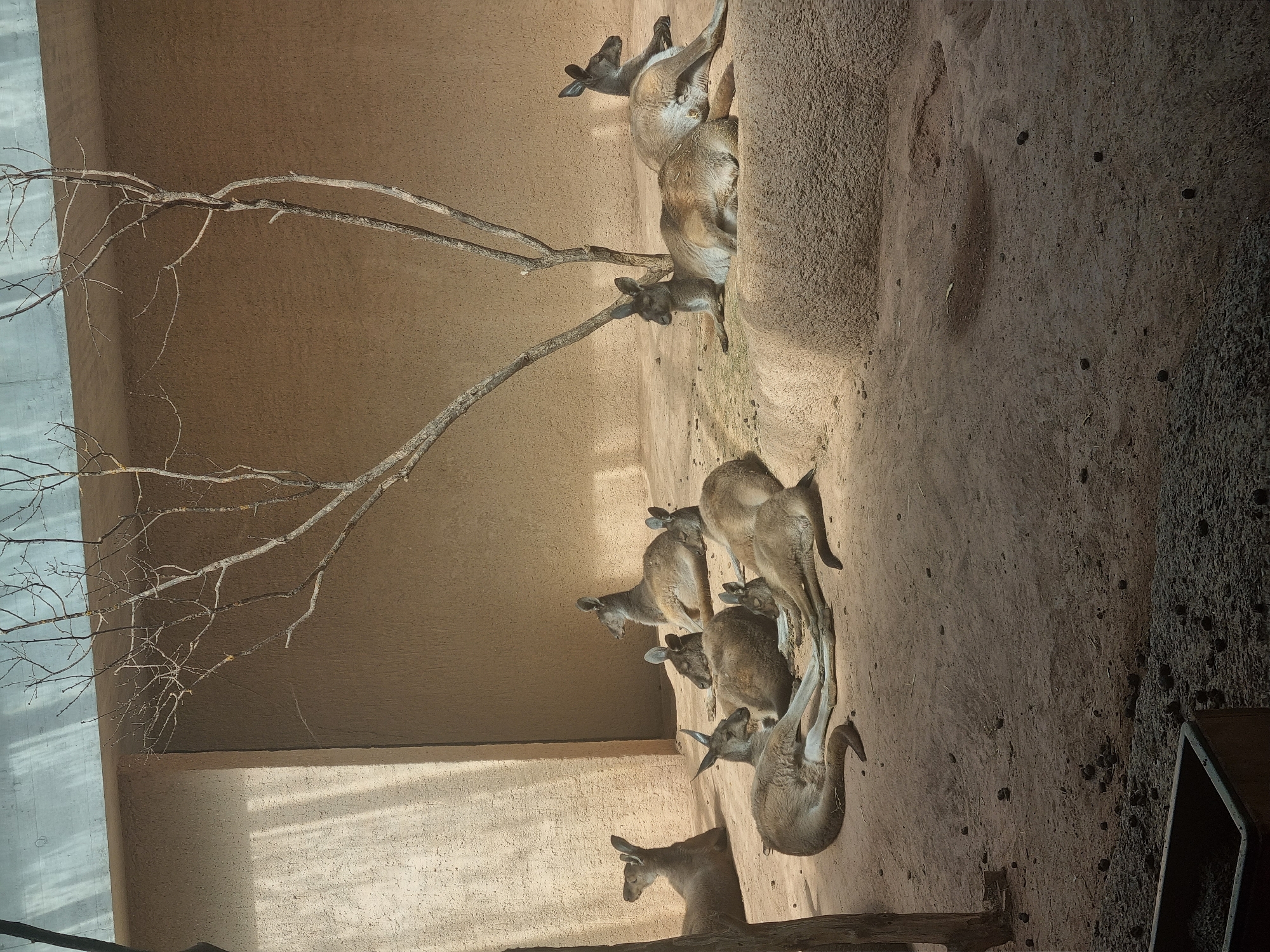 The image shows a group of kangaroos in an enclosure, likely at a zoo or wildlife park. The background consists of a textured wall and sandy ground with some vegetation. A bare tree branch extends into the enclosure. The kangaroos are mostly lying down or resting in the shade. One kangaroo is standing near a wooden beam. The image location in Schallstadt, Germany, is not provided or visible in the image.