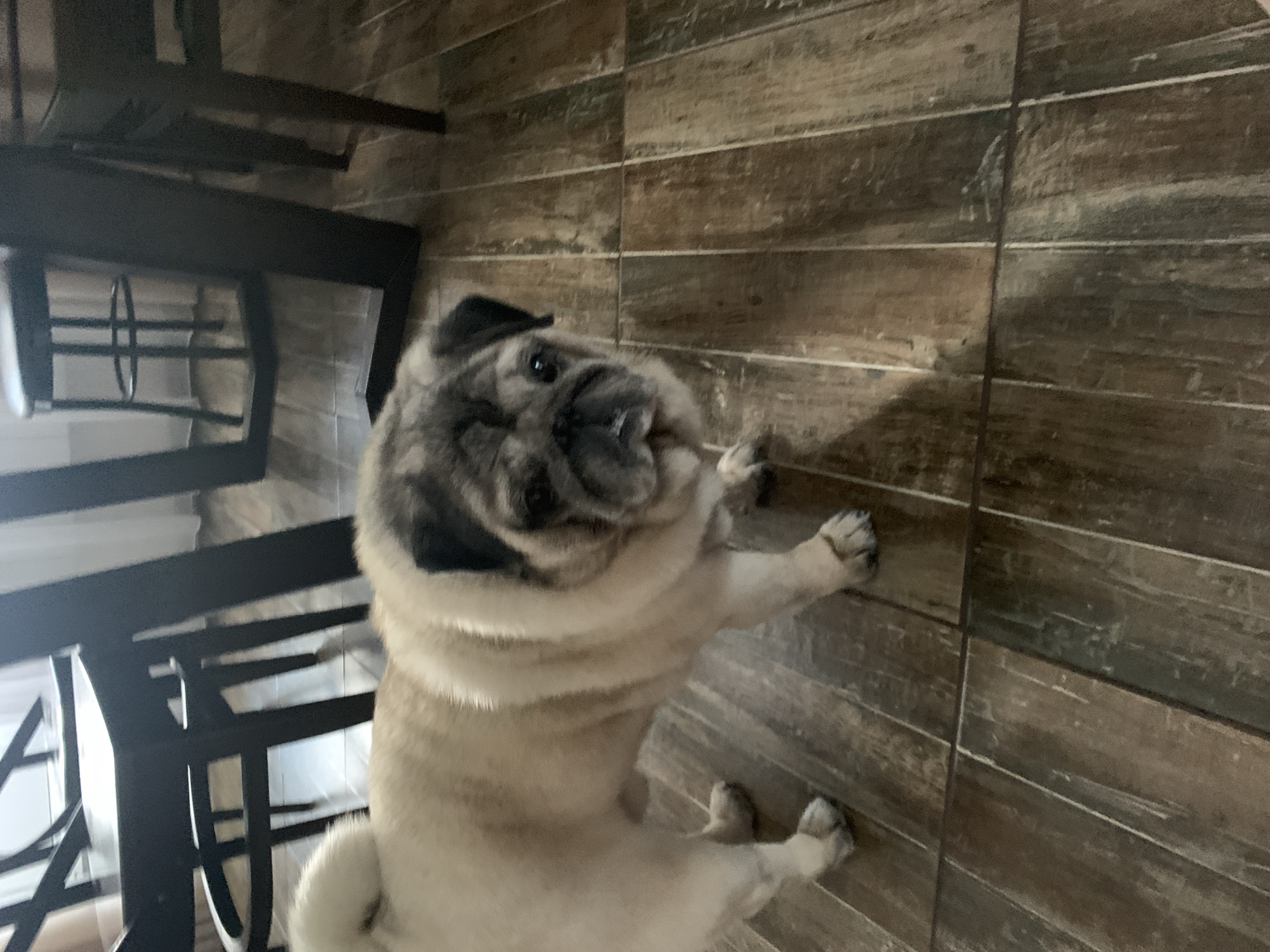 A pug dog stands on a wooden floor in what appears to be a dining area. Dark wooden chairs and table legs are visible in the background, along with a tall stool. The dog is light tan with darker markings on its face and ears. The floor has a wood plank pattern. The scene is indoors.