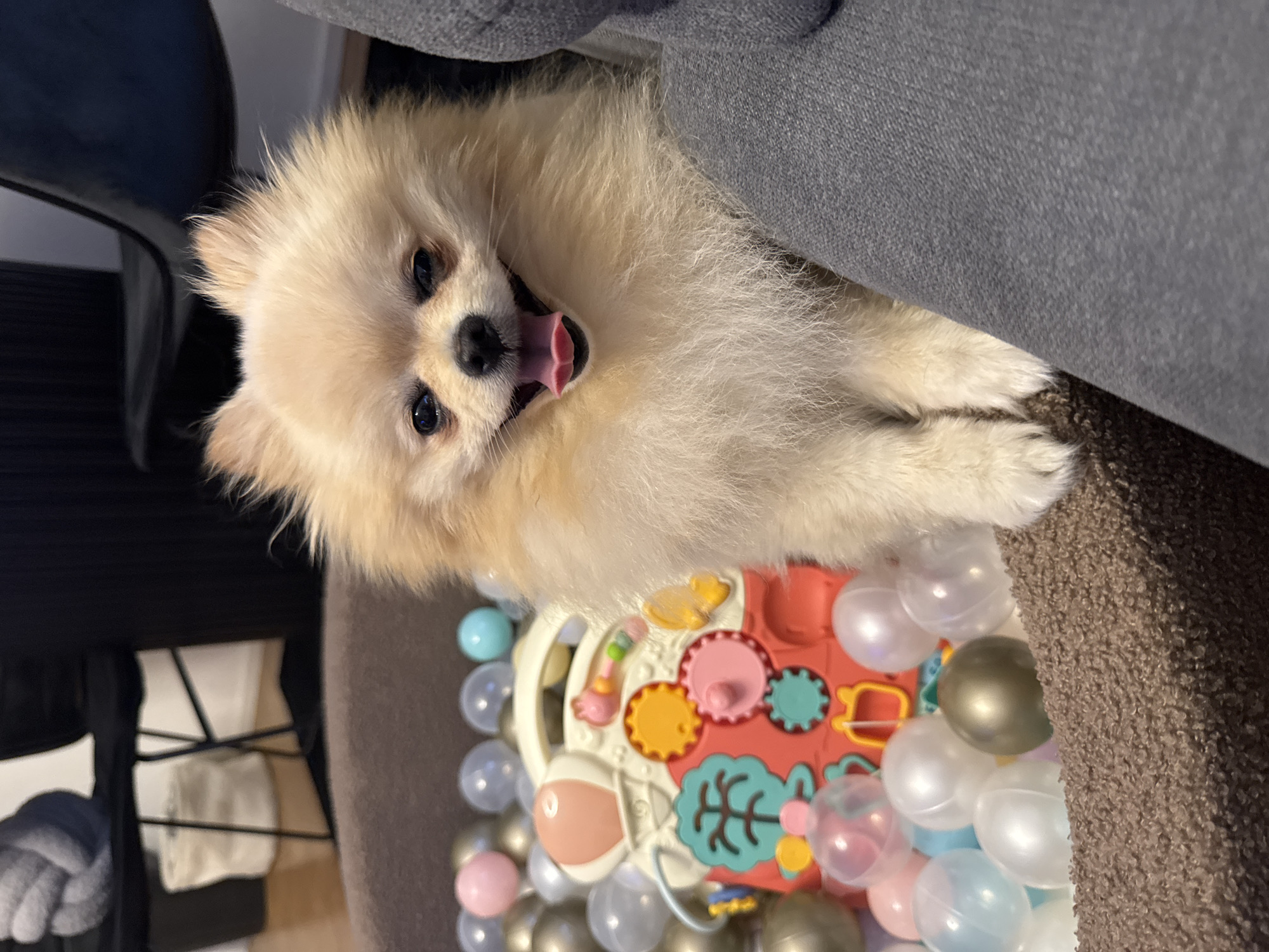 A fluffy, light-tan Pomeranian dog lies on its back, mouth open, with its paws extended. The dog is positioned on top of a colorful child's activity center surrounded by small plastic balls of various colors including clear, pink, blue, and gold. The environment includes the edge of a gray sofa, the leg of a black chair, and what appears to be a blanket or towel on a shelf. The location appears to be inside a residence. There is no specific information to identify this is Bietigheim-Bissingen, Germany.