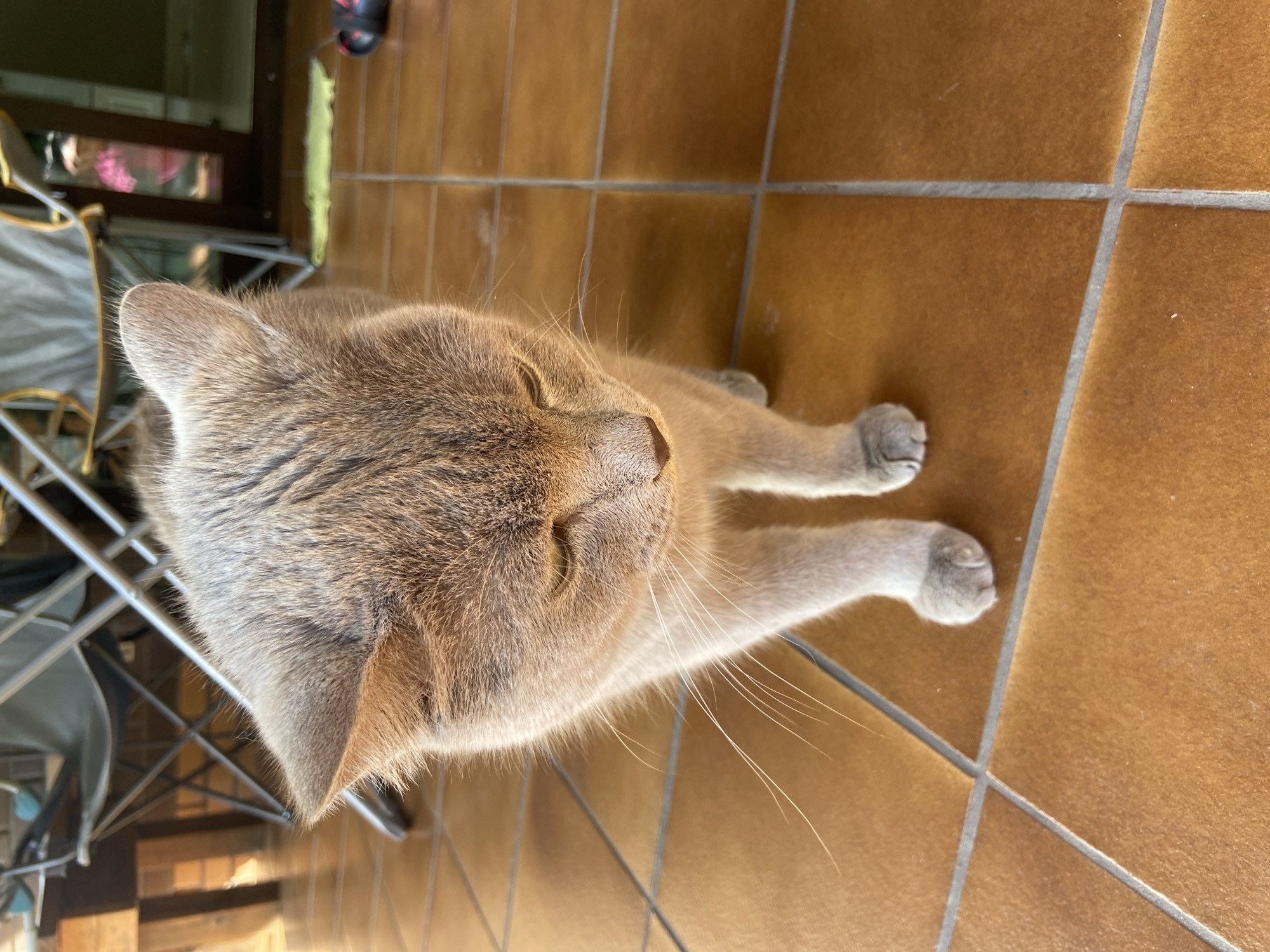 A grey cat stands on a tiled floor, looking down with its head tilted slightly. The cat's fur is short and appears soft. The tiled floor is a warm, reddish-brown color with visible grout lines. In the background, there are glimpses of outdoor furniture, including a folding chair and a table. A yellow object, possibly a mat, and a black object, possibly a toy, are also visible in the background. The lighting suggests an outdoor or semi-outdoor environment, possibly a patio or balcony. The cat's paws are visible, and its whiskers are prominent. The overall impression is a candid, close-up shot of a domestic cat in an everyday setting.