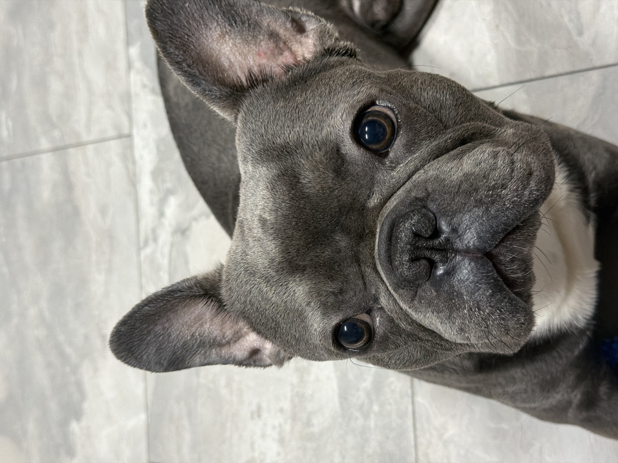 A close-up, overhead shot features a French bulldog with dark gray fur and a white chest. The dog's large, expressive eyes are dark brown, and its ears are perked up. It is lying on a floor with light gray, rectangular tiles. The image is taken from a high angle, looking down at the dog. There is no discernible information about the location in Ruse, Bulgaria.