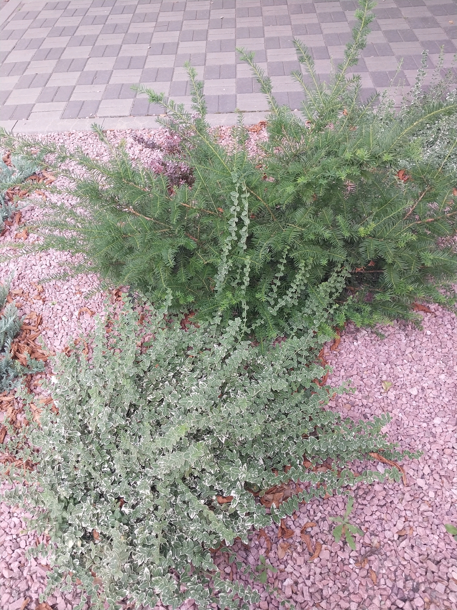 The image shows a close-up of landscaping in a city, likely Dnipro, Ukraine. In the foreground, two evergreen shrubs are planted amongst a bed of light pink gravel and some dried leaves. The shrub on the left is a smaller, bushy plant with variegated green and white leaves. The shrub on the right is larger, with dense, dark green needle-like foliage. Behind the shrubs, a paved walkway made of interlocking concrete pavers is visible. The pavers are arranged in a diamond pattern, alternating between light gray and a darker gray color. The overall scene depicts a well-maintained urban garden or park area. There are no people or animals visible in the image.
