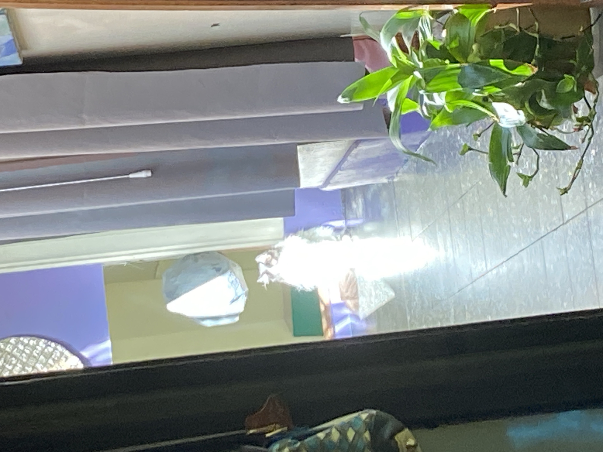 The image shows a view through a window. Inside, there are gray blinds partially closed, and a green plant. Outside, reflections suggest buildings and possibly a blue sky. The specific location in Buenos Aires, Argentina, is not discernible from the image.