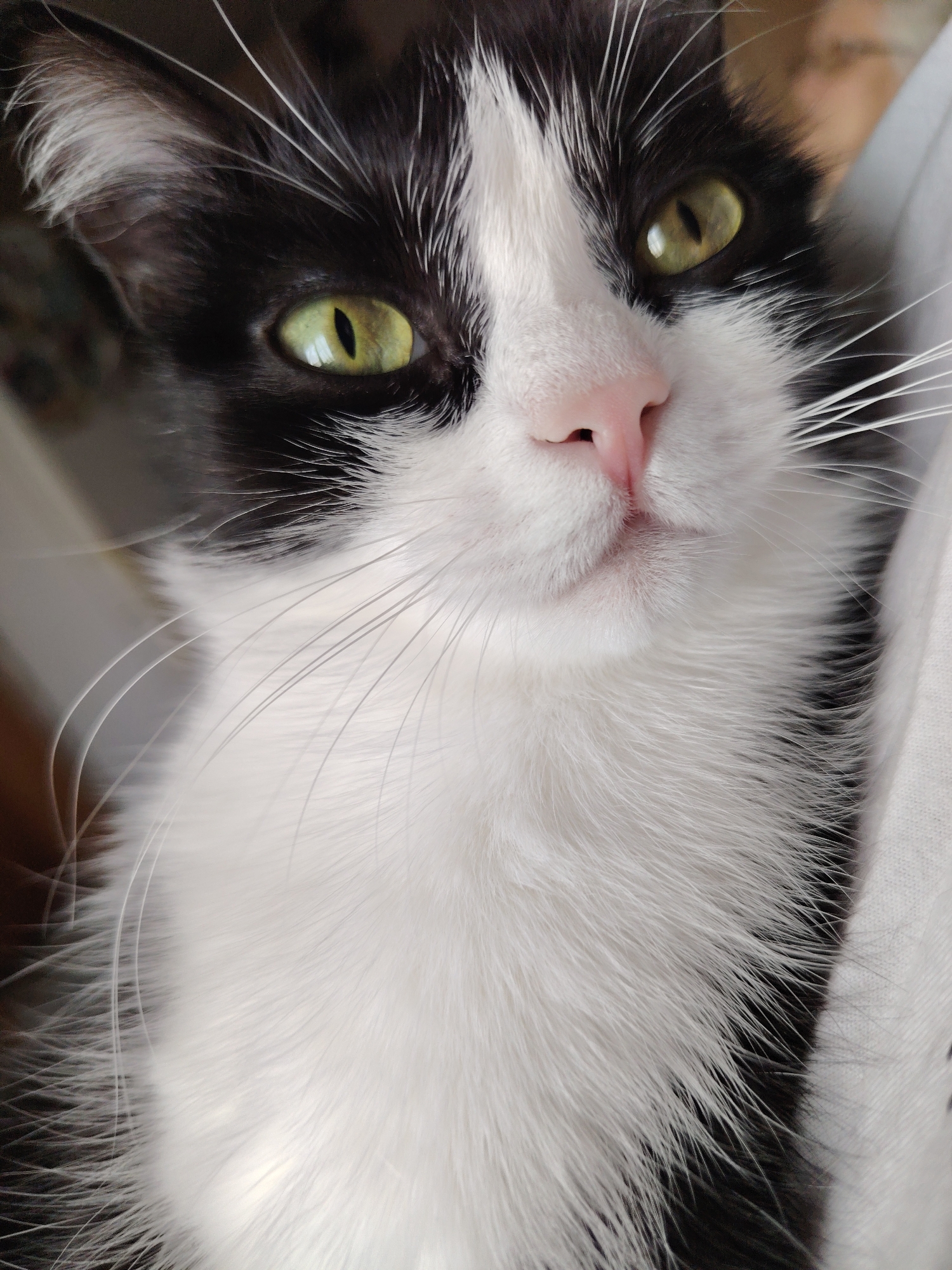 A close-up shot shows a black and white cat with yellow-green eyes. The cat's fur is predominantly white on its chest and face, with black patches around its eyes and ears. It has a pink nose and long white whiskers. The background is blurred, but a white cloth is visible on the right side of the frame.