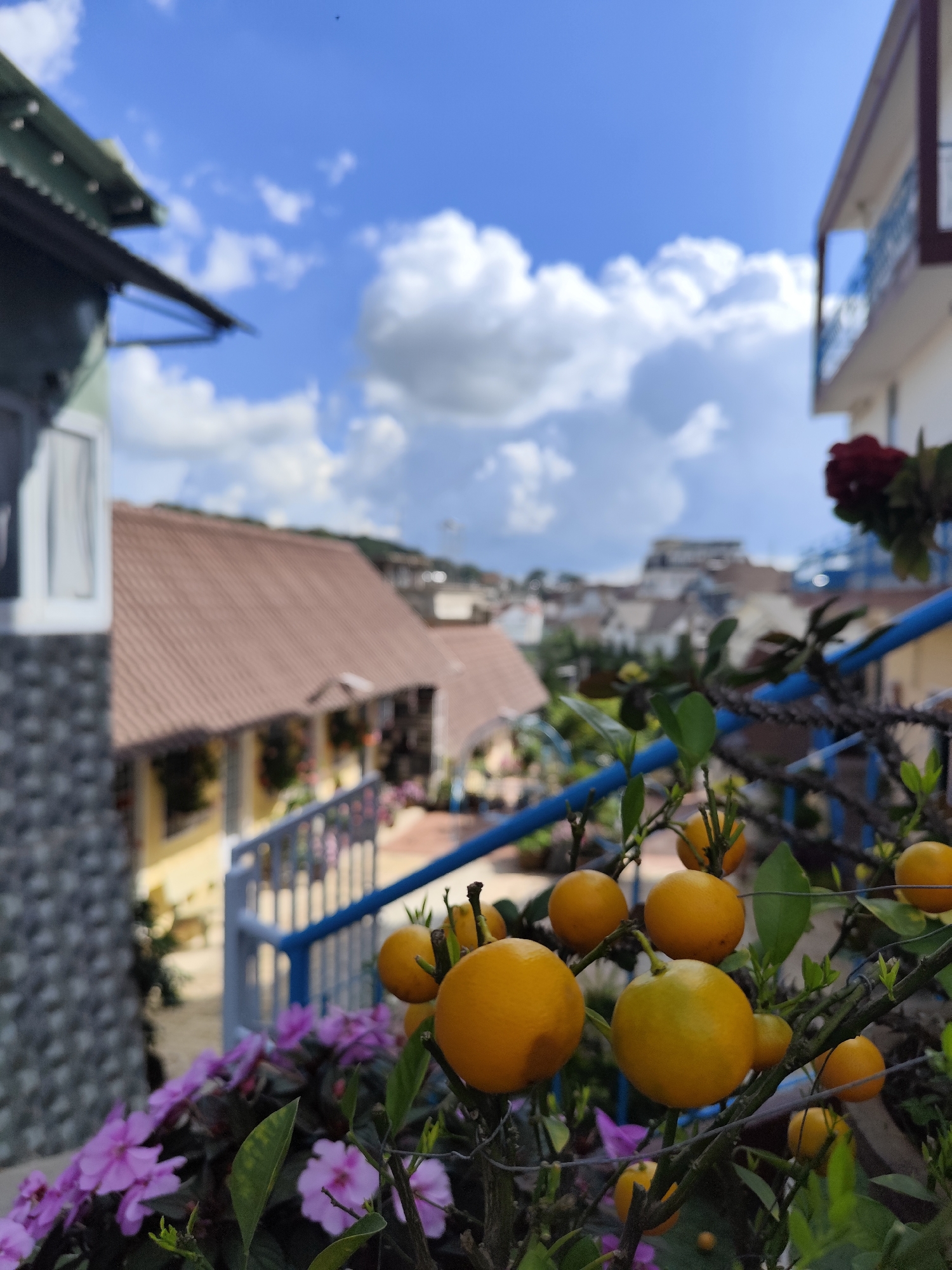 The image depicts a close-up view of a citrus tree with ripe, yellow-orange fruits, interspersed with green leaves and thorny branches. In the foreground, a cluster of vibrant pink flowers adds a splash of color. A blue railing runs along the right side of the frame, partially obscuring the view.
Beyond the immediate flora, the scene opens up to a wider vista of a town or village, characterized by buildings with brown tiled roofs and a mix of architectural styles. The buildings are nestled on a hillside, suggesting a hilly or mountainous terrain. In the far distance, more structures and possibly a larger building are visible.
The sky above is a brilliant blue, punctuated by fluffy white cumulus clouds, indicative of fair weather and likely daytime. The lighting suggests it is a sunny day, possibly late morning or early afternoon, given the brightness. The overall impression is one of a peaceful, possibly tropical or sub-tropical, outdoor setting.
While no people are visible, the presence of houses and balconies implies a residential or hospitality area. The specific location, Da Lat, Vietnam, suggests a locale known for its cooler climate, French colonial architecture, and lush vegetation, which aligns with the visual cues of the buildings and the cultivated plants. The image captures a serene moment, focusing on the natural beauty of the fruit and flowers against the backdrop of the town. There is no visible text in the image.