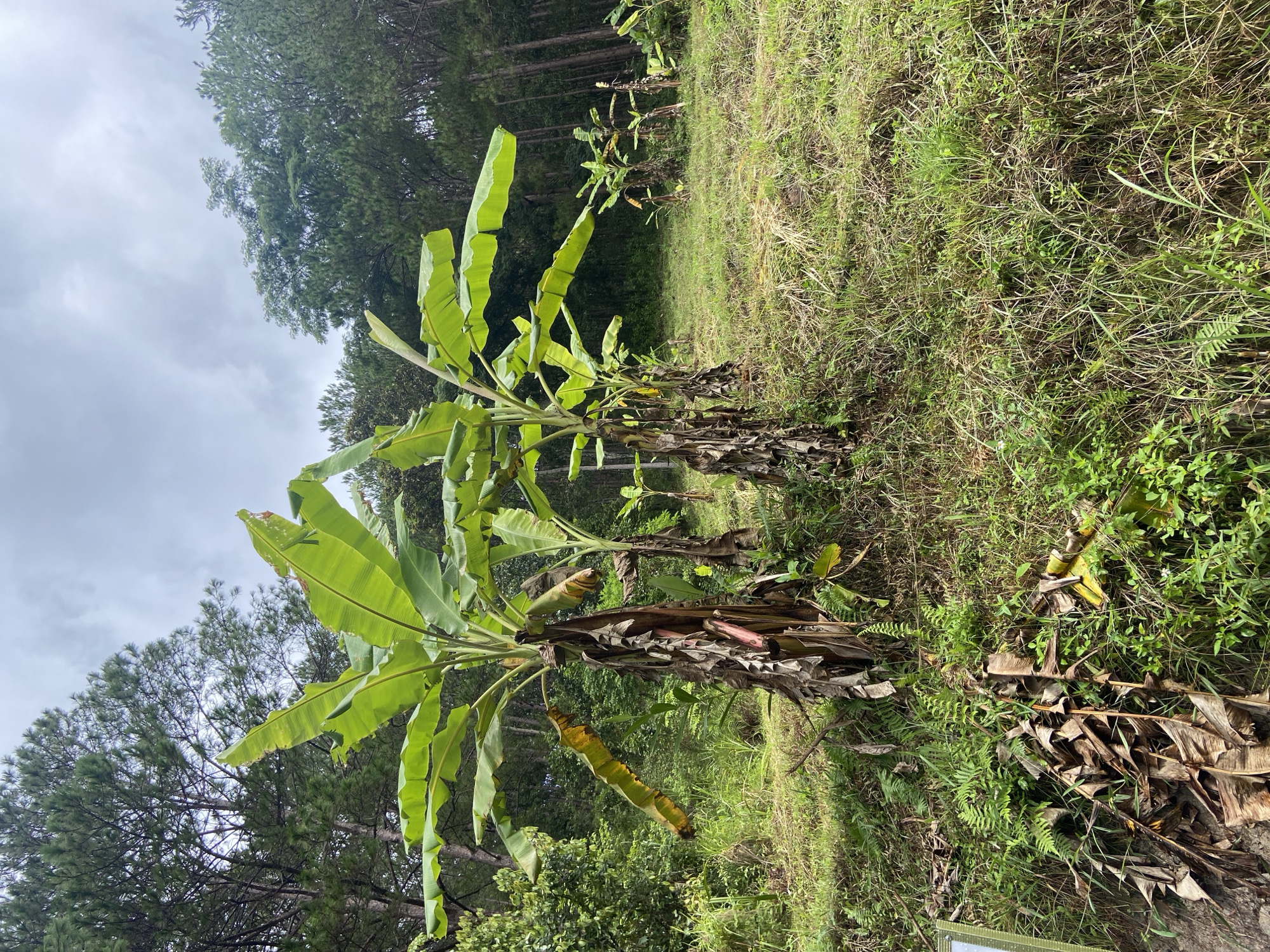 The image depicts a hillside in Định An, Vietnam, covered in lush green grass and vegetation. Several banana trees are prominently featured in the foreground, with their large, vibrant green leaves reaching towards a cloudy sky. The trunks of the banana trees are fibrous and brown, with some dried, yellowed leaves hanging loosely. In the background, a dense forest of tall pine trees stretches across the horizon, suggesting a temperate or mountainous region. The overall atmosphere is natural and serene, with no signs of human activity or structures visible.