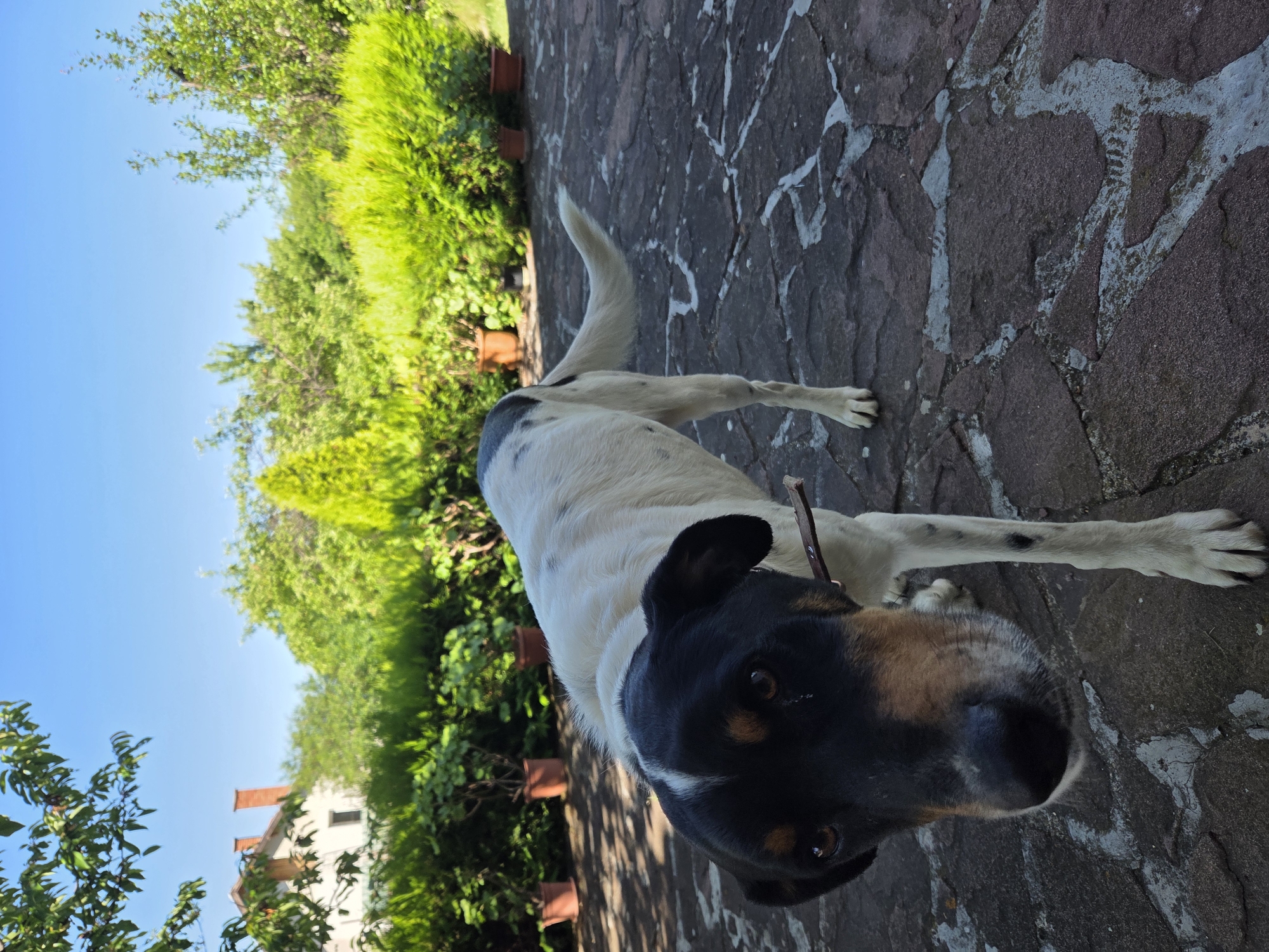 In Gorna Dikanya, Bulgaria, a medium-sized dog with black and white fur and brown markings on its face stands on a stone patio. The dog is facing the camera, with a small stick in its mouth. The patio is surrounded by lush green bushes and trees. In the background, a white house with a red-tiled roof and chimney is visible. The sky is clear and blue. The overall scene depicts a serene outdoor setting on a sunny day.