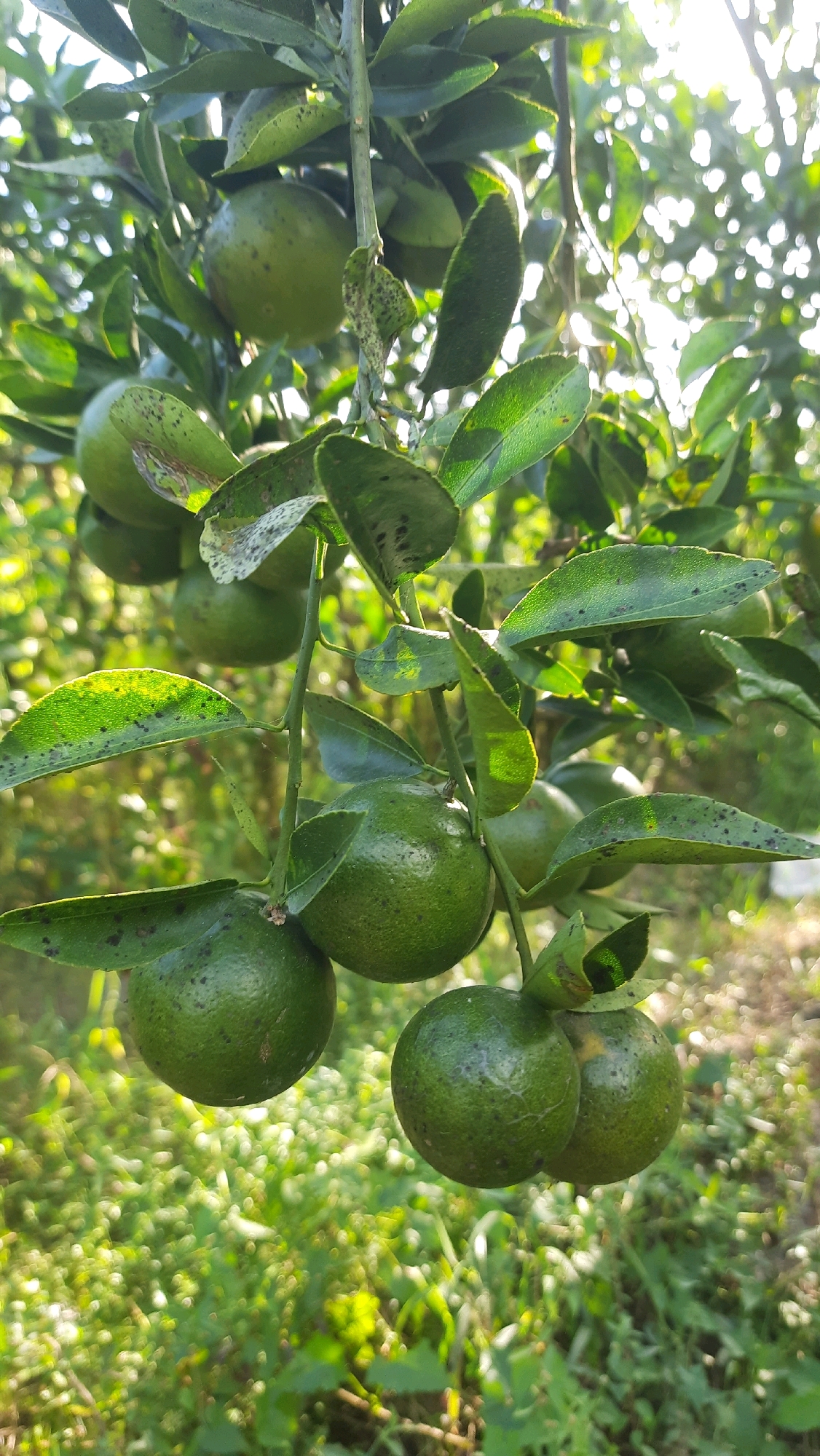The image shows a close-up view of several unripe green oranges hanging from a tree. The oranges are round and have a textured rind with some visible blemishes or spots. They are clustered together on branches with green leaves, some of which also show similar spots. The background is blurred, suggesting a shallow depth of field, and consists of more foliage and dappled sunlight, indicating an outdoor environment. The lighting suggests it is daytime, possibly morning or late afternoon, due to the warm glow of the sun filtering through the leaves. The overall impression is a natural, agricultural setting, likely an orange grove in the city of Kebonrejo, Indonesia. There are no people or animals visible in the image.