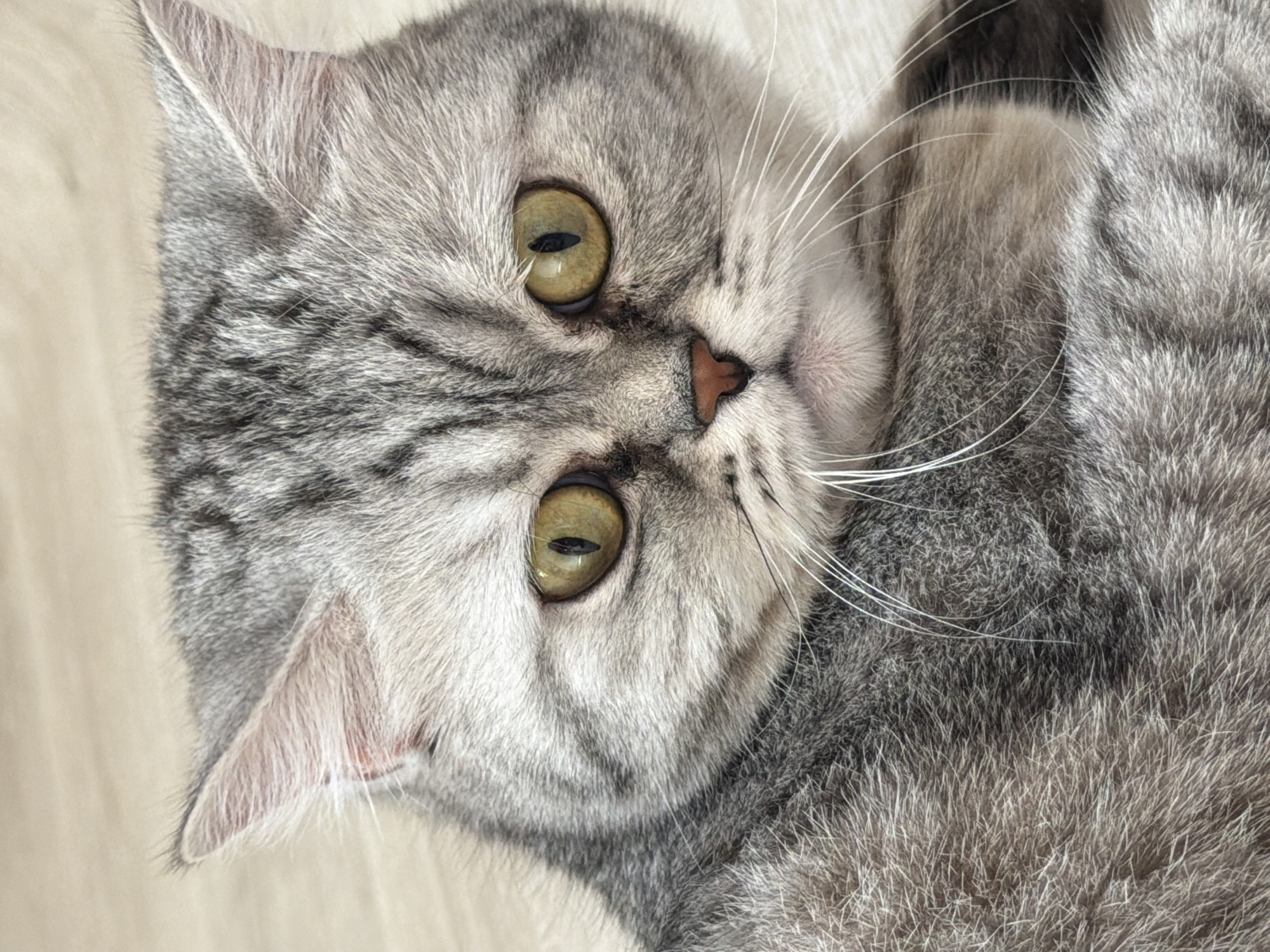 A close-up, high-angle shot focuses on a gray tabby cat with green eyes. The cat is lying on its side, with its head slightly tilted towards the camera. Its fur is dense and patterned with darker gray stripes. The background is a plain, light-colored surface. The image location of Chaikovsky, Russia is not discernible.