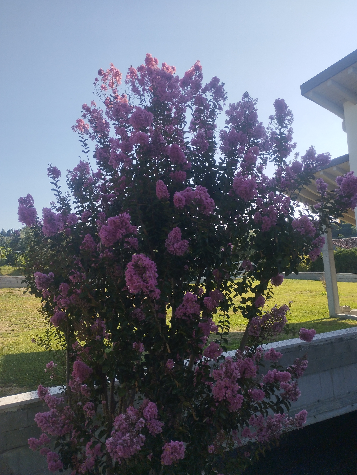 This is a medium-shot, eye-level, outdoor photograph taken on a sunny day in San Pietro in Cariano, Italy. The image features a large Crape Myrtle tree in full bloom with clusters of light purple flowers and dark green leaves, dominating the center of the frame. To the right of the tree, a portion of a modern building with a white pillar and a light-colored roof is visible. The background consists of a lush green lawn, a concrete retaining wall, and a hazy view of distant trees and hills. The sky is clear and pale blue. There are no people or animals in the image.
