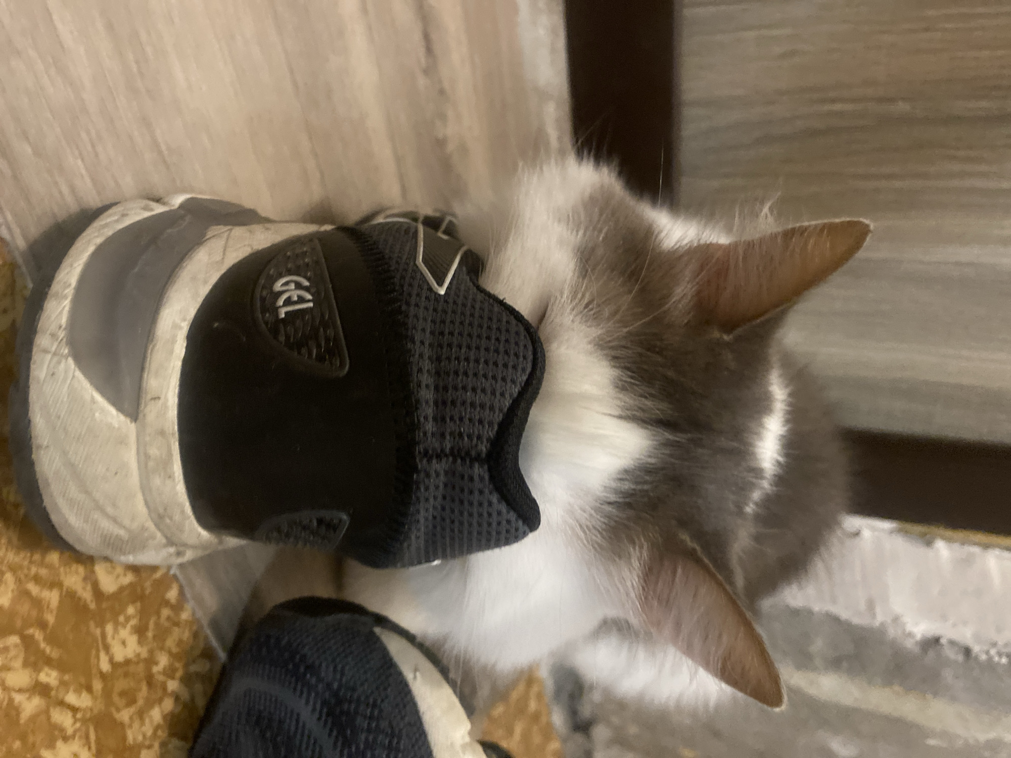 A cat with grey and white fur is sniffing a black and white sneaker. The cat's head is buried in the sneaker, obscuring its face. The sneaker is on a light brown wooden floor. The background is blurry and appears to be a wall with vertical lines. The scene is indoors.