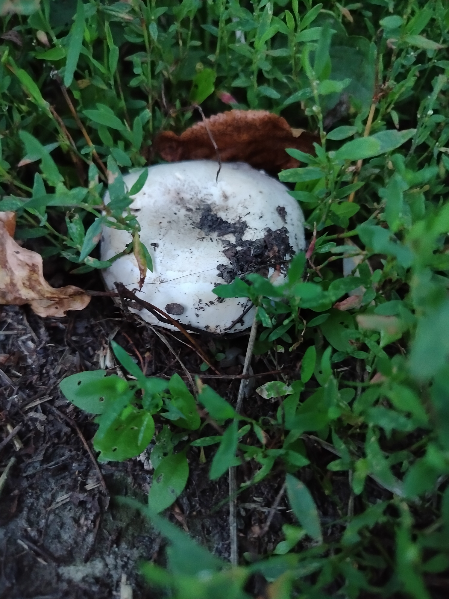 The image shows a close-up, low-angle view of a white mushroom with dirt and debris on its cap, nestled among green foliage and dark soil. The mushroom's cap is partially obscured by leaves and stems, suggesting it has recently emerged or is in a shaded area. A brown, dried leaf is visible to the left of the mushroom. The surrounding vegetation appears to be low-lying plants and grass, with some fallen twigs and leaves on the ground. The overall lighting is dim, indicating it might be overcast or late in the day. The scene suggests a natural outdoor setting, possibly a park, garden, or forest floor within the city of Novosibirsk, Russia. There are no people or animals visible in the image.