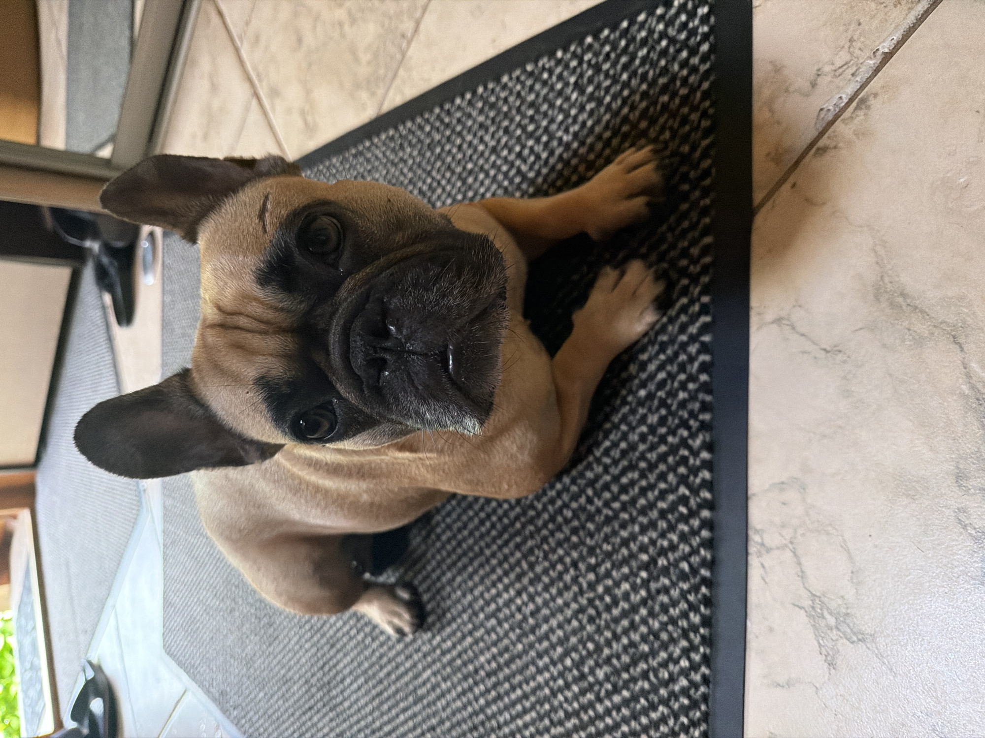 A French bulldog is lying on a mat inside a residence. The dog is light brown with a black face. The dog is looking directly at the camera. The mat is black and gray and is on a tiled floor. There is a doorway visible in the background. The location is a home in Baloži, Latvia.
