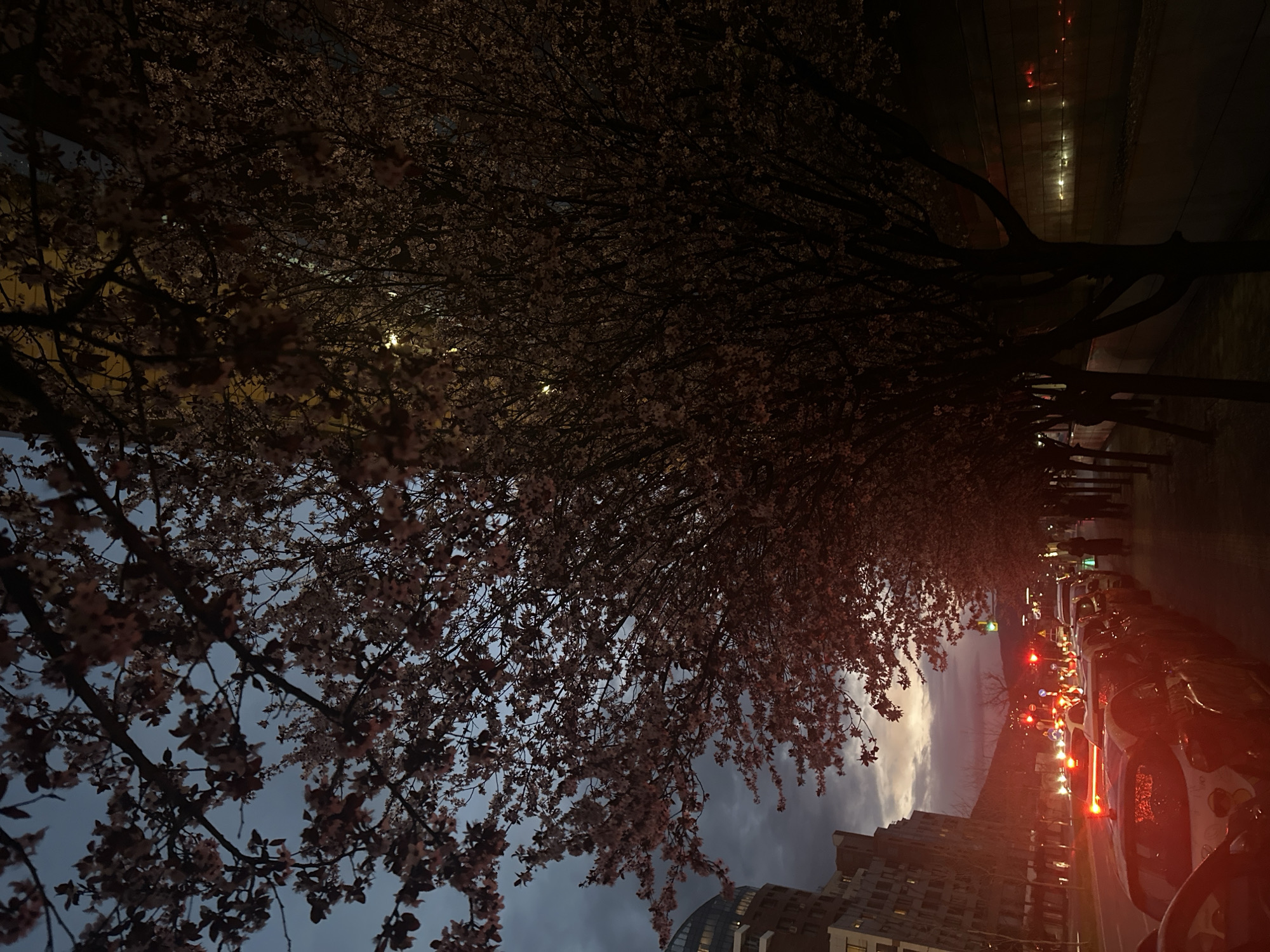 The image presents an urban scene at dusk or night. The foreground is dominated by blossoming trees, likely cherry trees, their branches filled with flowers silhouetted against the darkening sky. Below the trees, the edge of a street is visible. A line of parked cars is on the right side. A streetscape with buildings and traffic lights is visible through the trees. Car headlights and tail lights are seen, suggesting vehicular traffic. The architecture in the background consists of modern buildings. There are a few indistinct figures that may be pedestrians in the background. Given the buildings and overall setting, the location is Sofia, Bulgaria.