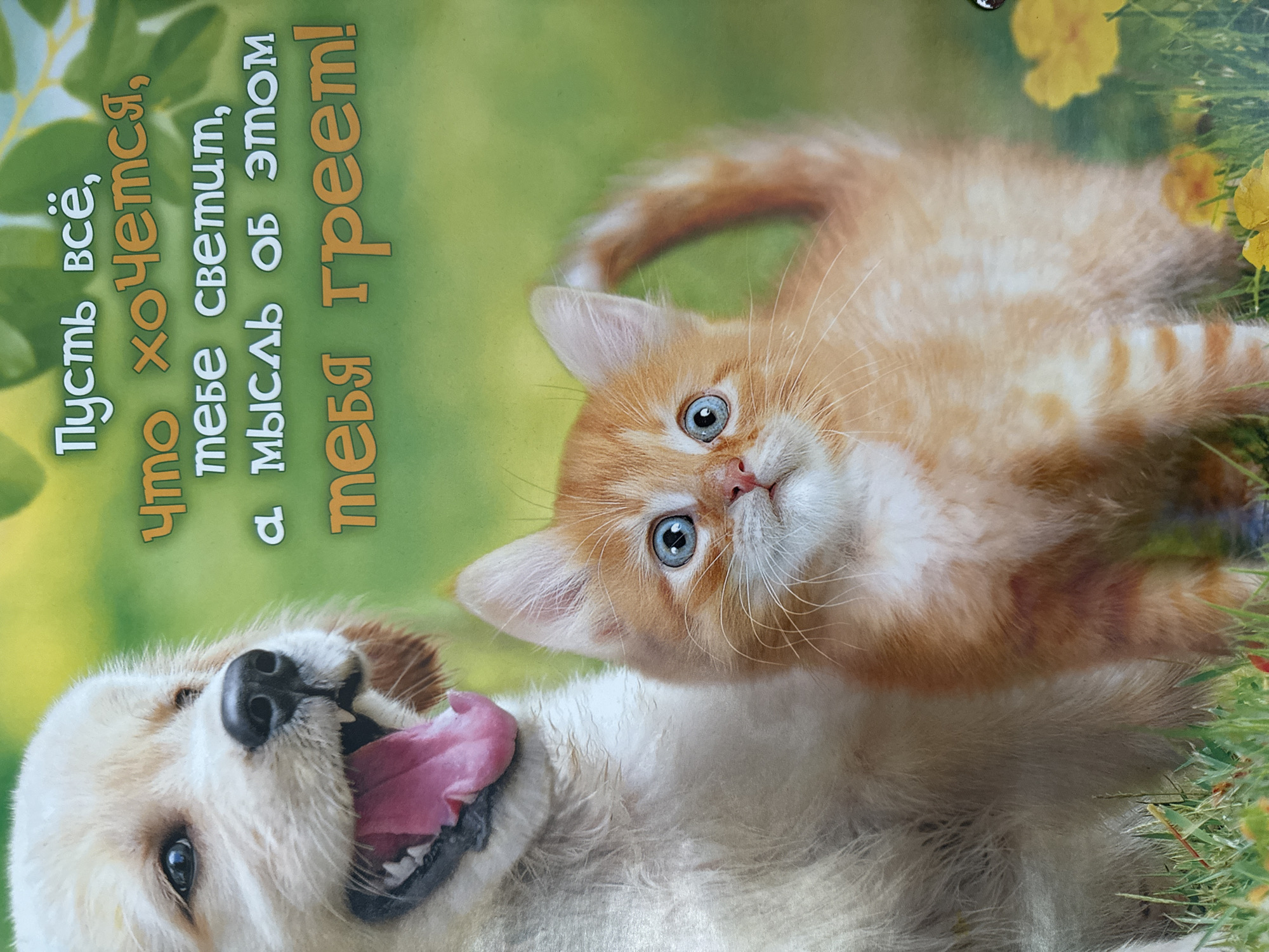 The image shows a ginger kitten with bright blue eyes looking up and slightly to the right, positioned above a white and light brown dog with an open mouth and pink tongue, lying on its back. The background is a blurred green and yellow, suggesting grass and flowers. To the left of the kitten and dog is text written in Russian. The image depicts an endearing scene of companionship between a kitten and a dog. The location of the image cannot be determined from the image.