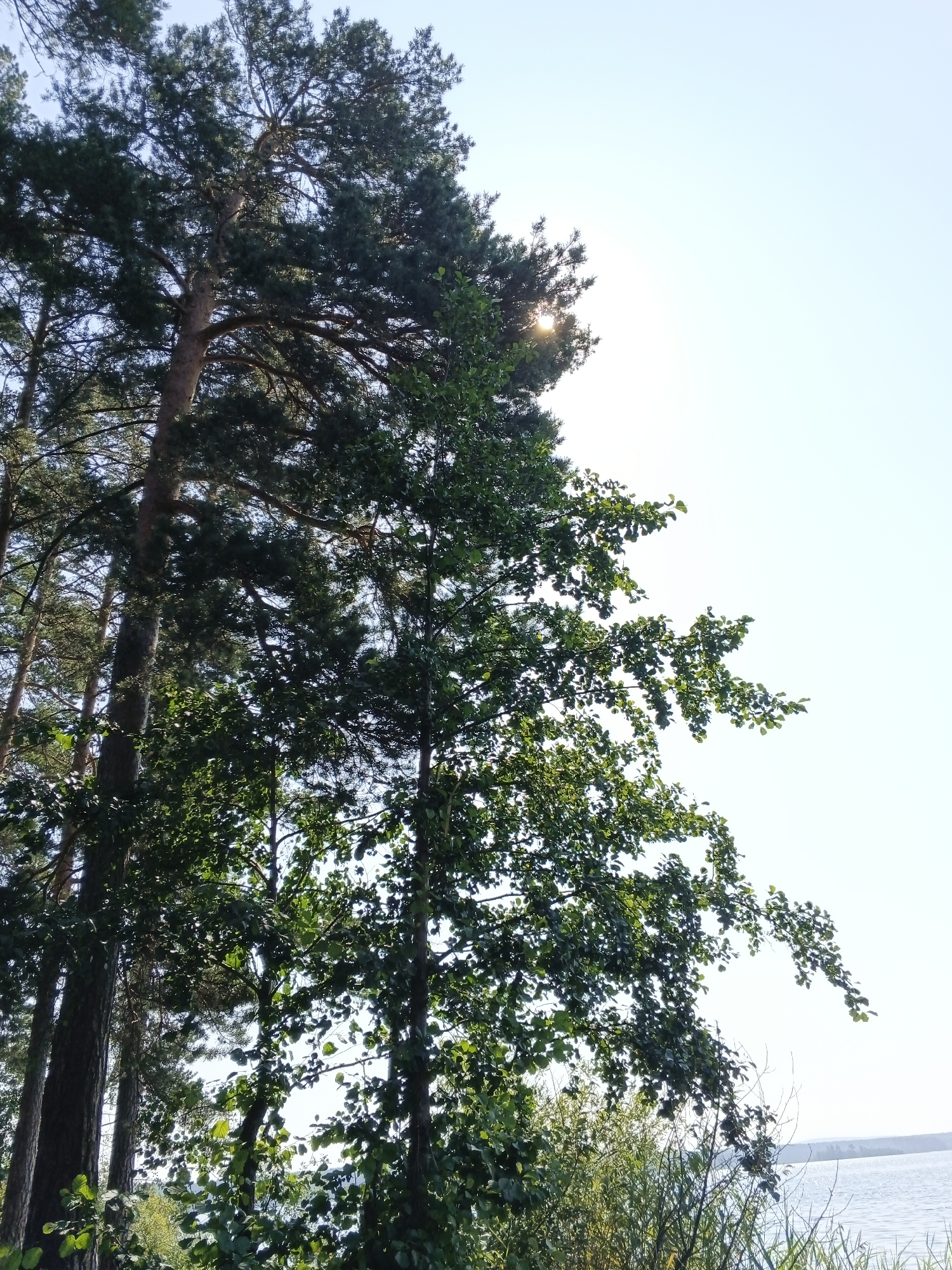 The image depicts a natural outdoor scene, likely a waterfront area, with a focus on trees and the sky. In the foreground, several tall trees, including what appear to be pine trees with their characteristic needles, dominate the frame. Their trunks are thick and textured, and their branches extend upwards and outwards, laden with dark green foliage. Interspersed with the pine trees are deciduous trees with broader, lighter green leaves. Sunlight filters through the canopy of the trees, creating highlights and casting shadows. The sun itself is visible as a bright, almost blinding orb peeking through the branches of a pine tree on the left side of the image, suggesting it is either morning or late afternoon.
The background reveals a bright, clear sky with a very pale blue hue, indicating good weather conditions. Towards the bottom right of the image, a body of water, likely a lake or river, can be seen. The water is calm, with gentle ripples visible on its surface. The horizon line is slightly blurred, with faint landmasses or trees visible in the distance across the water. The overall impression is one of a tranquil, sunlit landscape in a rural or natural setting. No people, animals, or man-made structures are immediately apparent, emphasizing the pristine natural environment. The location is identified as Sarafanovo, Russia.