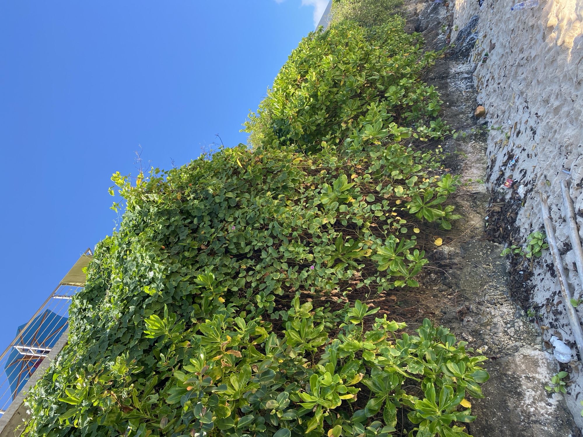 This is a low-angle, wide shot of a steep, vegetated embankment under a clear blue sky. The embankment is covered in lush green foliage, with some parts appearing denser than others. The plants are a mix of leafy bushes and trailing vines, suggesting a wild, untamed growth. The embankment itself appears to be a natural cliff face or a constructed wall, with patches of exposed soil and rock.
To the left of the frame, a modern structure with a railing and what appears to be a blue awning is visible, suggesting it's part of a building or resort located at the top of the embankment. This provides a human-made element against the natural landscape.
To the right, the embankment transitions to a sandy area, which is strewn with various pieces of litter, including plastic bottles and other debris. This suggests a beach or coastal environment that experiences human activity and waste. The presence of this litter contrasts with the vibrant greenery and the clear sky.
The lighting indicates it is daytime, likely mid-morning to afternoon, given the bright sunlight and distinct shadows. The clear blue sky with a hint of white clouds suggests fair weather. The combination of dense vegetation, the sandy area with litter, and the proximity of a human structure points to a coastal location, possibly a beachside area that is being reclaimed by nature in some parts, while also experiencing the impact of human presence. The scene evokes a sense of natural beauty mixed with the reality of environmental impact. There is no visible text in the image.