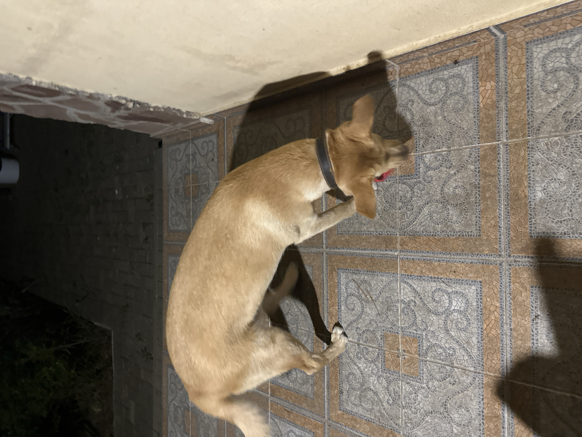 A medium-sized, light brown dog with floppy ears and a black collar is sniffing the ground on a tiled patio. The dog's head is lowered, and its snout is close to the ground. A red collar or tag is visible under its chin. The patio tiles are a mix of brown and gray with an intricate pattern. To the right of the dog is a light-colored textured wall. In the background, to the left, is a dark area with some greenery and paved ground. The lighting suggests it may be evening or nighttime. This scene is not specific to Sochi, Russia, or any other particular city; it is a general outdoor patio setting.