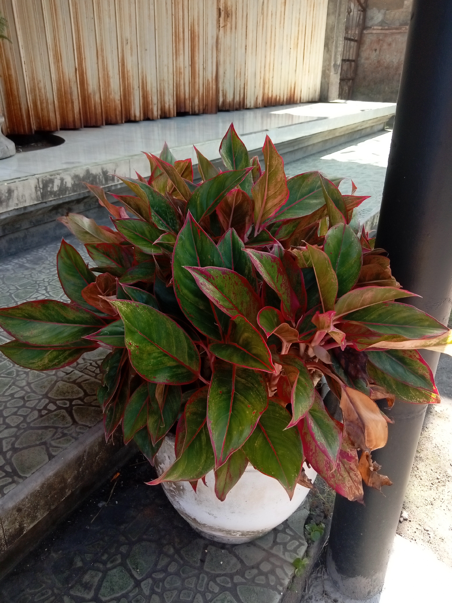 An indoor ornamental plant, likely an Aglaonema, is in a white pot on a tiled surface. The plant has large, lance-shaped leaves with green coloration and red edges, interspersed with some dry, brown leaves. The pot is positioned next to a black cylindrical object, possibly a pipe or pole, and a weathered, corrugated metal door or gate is visible in the background. The ground is covered with patterned tiles, and a concrete edge runs along the left side of the frame. Sunlight casts shadows on the scene.
