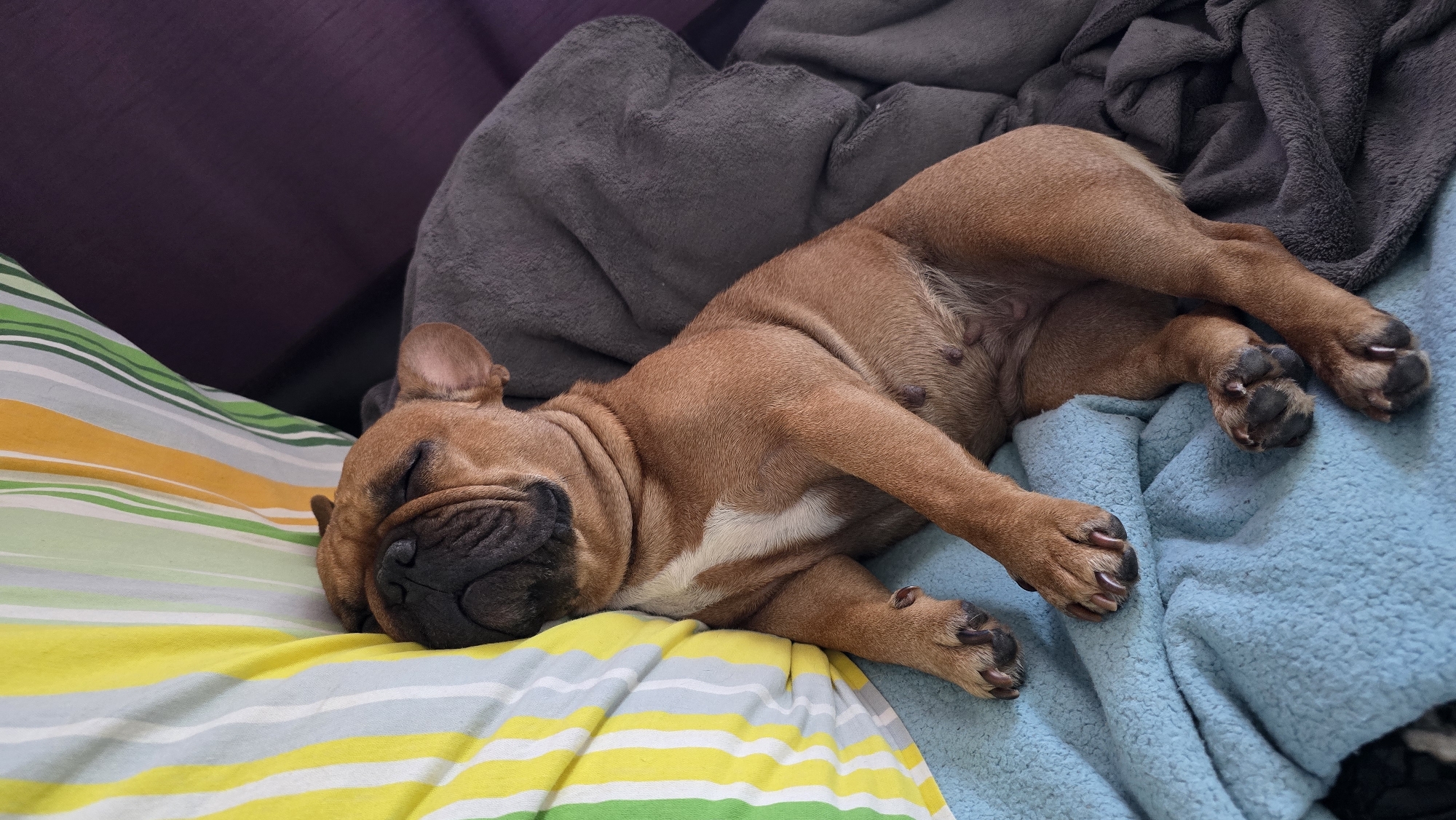 A light brown French bulldog is sleeping on a bed covered with blankets. The dog is lying on its side, with its head resting on a striped pillow. The pillow has vertical stripes of yellow, white, light blue, and green. The dog is partially covered by a gray blanket and a light blue blanket. The background is out of focus, but appears to be a room with a dark purple surface.