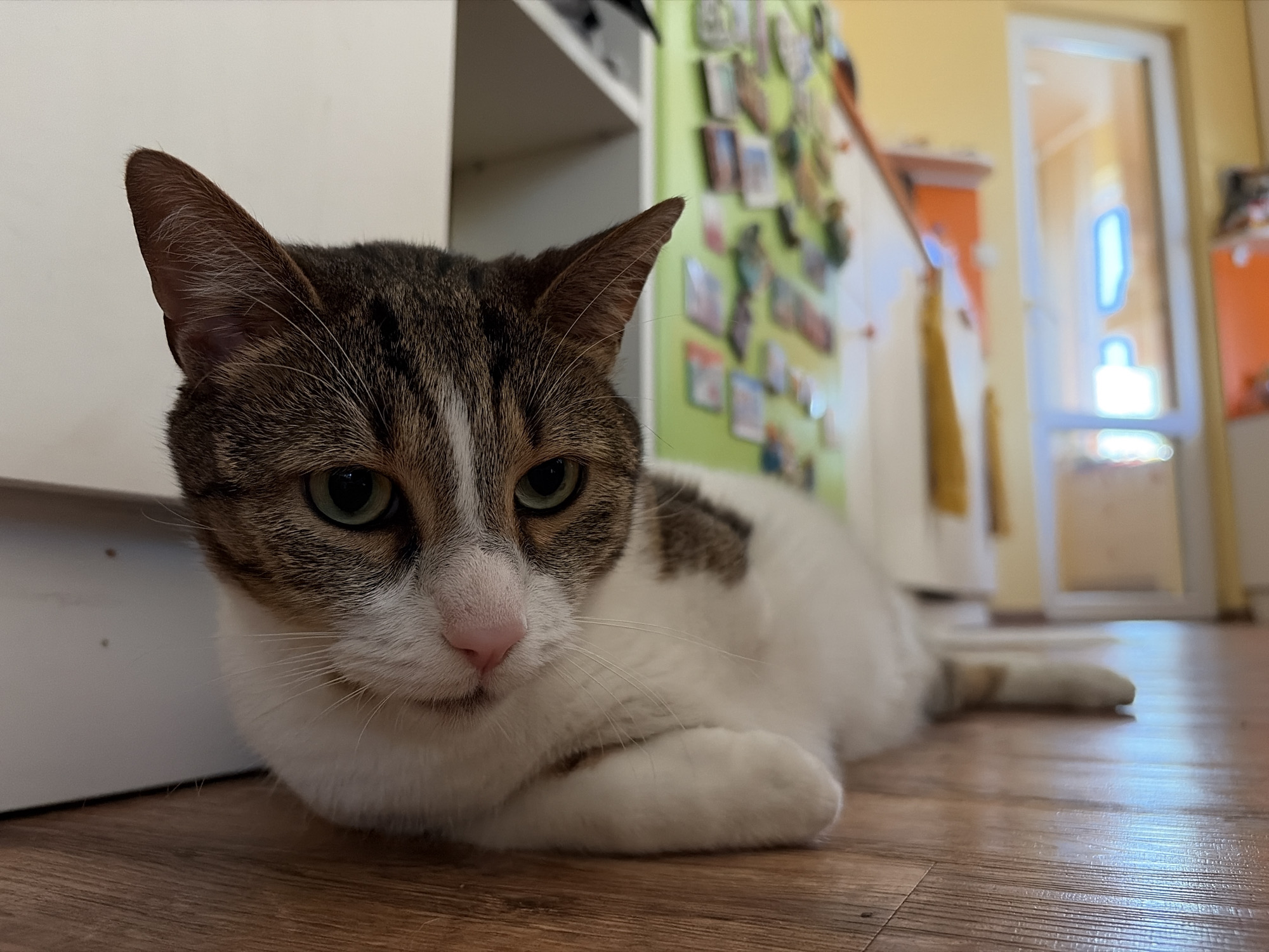 An adult cat with tabby markings and white fur lies on a wooden floor in front of a white cabinet. The cat is looking towards the viewer with green eyes and a pink nose. In the background, there is a light green wall covered with photos, a yellow wall, and a doorway with a reflection of a room. The scene appears to be indoors, possibly in a residential setting. The lighting is soft and natural.