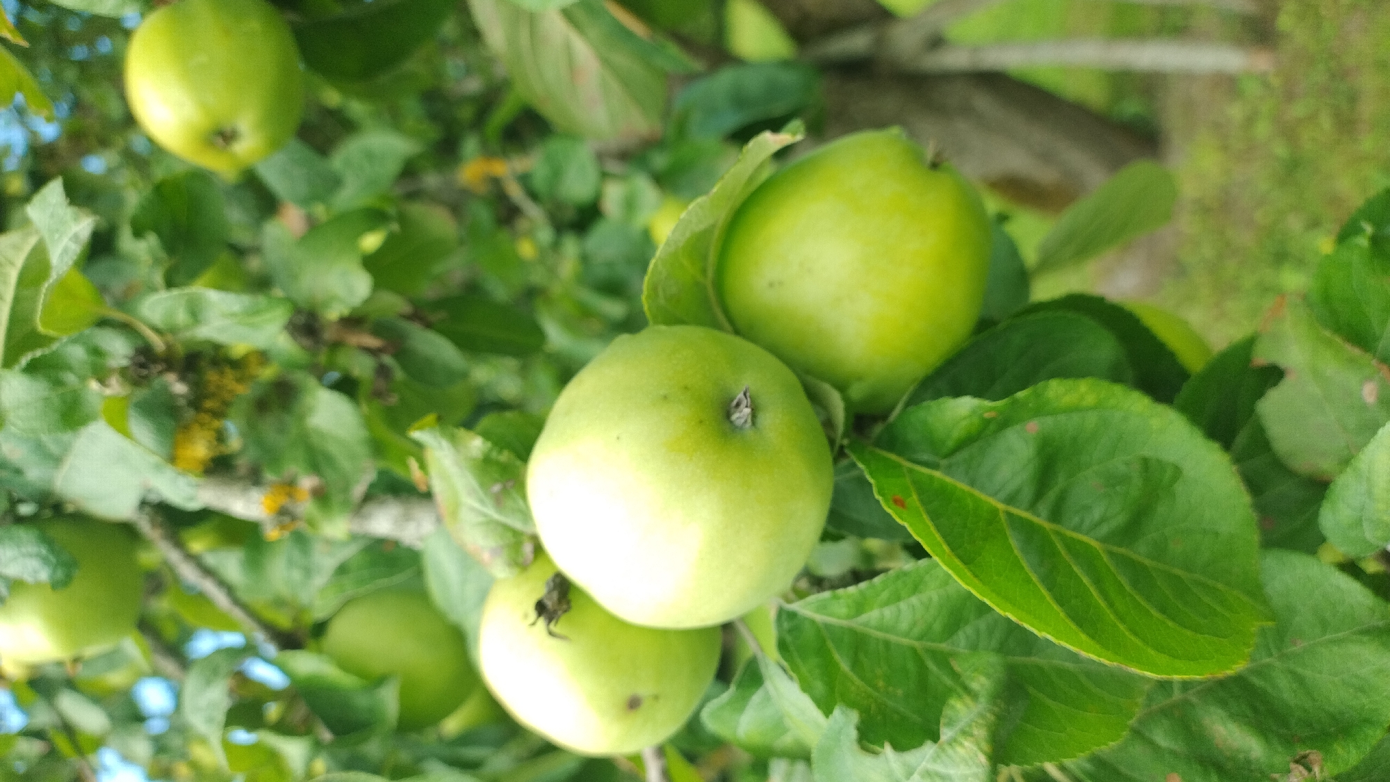 The image shows a close-up of green apples growing on a tree in an outdoor setting. The apples are of varying sizes and are clustered on branches with green leaves. The background is blurred, suggesting a shallow depth of field, but appears to be a natural environment with other trees and foliage. The lighting suggests it is daytime. No people are visible in the image, and no specific location in Latvia can be determined from the visual information.