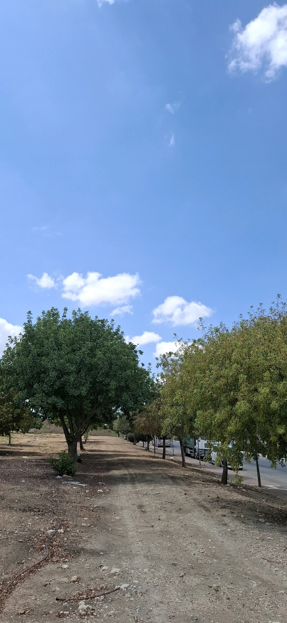 The image depicts a dry, dusty road lined with trees, possibly in the city of Kiryat Gat, Israel. The road appears to be unpaved and is covered with gravel and fallen leaves. On the left side of the road, a large, dense green tree stands prominently. To the right, a row of trees with lighter green foliage stretches into the distance, bordering a paved road where several vehicles, including a truck, are parked. The sky above is a clear, bright blue with a few scattered white clouds. The environment suggests a warm, possibly arid climate. No people or animals are visible in the scene.