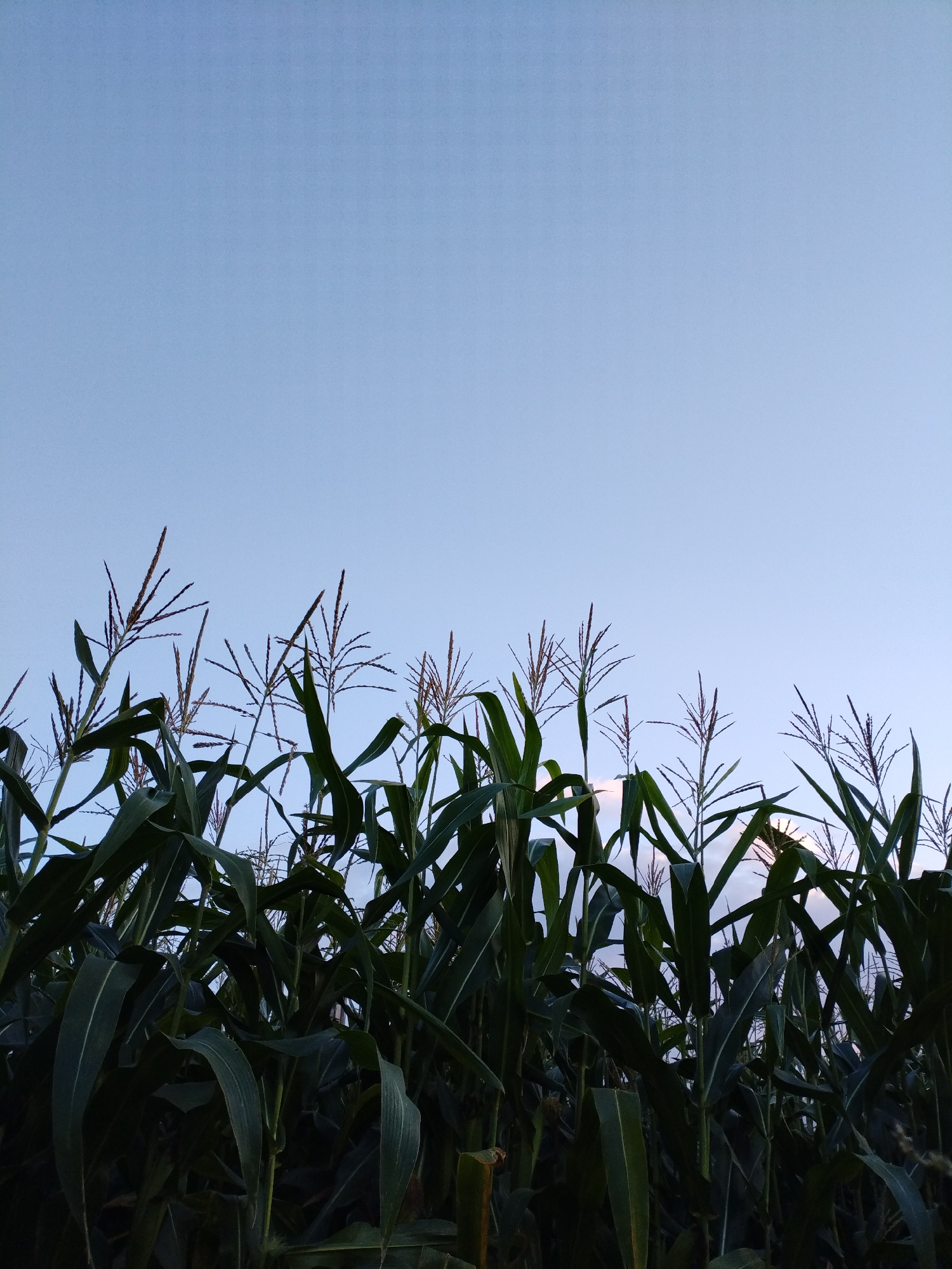 A low-angle shot captures the tops of corn stalks against a clear, pale blue sky. The corn plants are green and lush, with long, broad leaves and feathery tassels reaching upwards. The bottom half of the image is dominated by the dense foliage of the cornfield, obscuring the ground. The top half is a vast expanse of sky, with a very faint hint of clouds on the far right. The lighting suggests it is either early morning or late evening, as the sky is bright but the light is soft. The scene appears to be an outdoor agricultural setting.