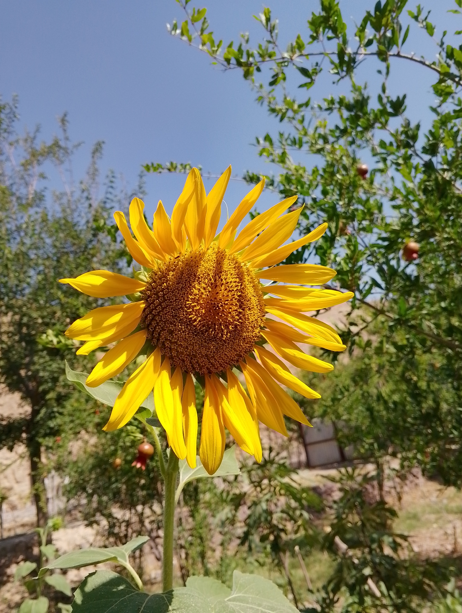 A single, bright yellow sunflower stands prominently in the foreground, its large head tilted slightly upwards towards a clear blue sky. The sunflower's petals are a vibrant yellow, radiating outwards from a dark brown, textured center. The stem is thick and green, with large, broad leaves visible at its base.
In the background, lush green foliage of trees and bushes creates a textured backdrop. Some of the trees have small, reddish-brown fruits, possibly pomegranates, hanging from their branches. The overall setting appears to be outdoors, likely in a garden or natural area. The light suggests a sunny day, casting soft shadows and highlighting the vibrant colors of the sunflower and the surrounding greenery. The presence of what appears to be a fence or low wall in the middle ground suggests a cultivated area. The scene conveys a sense of natural beauty and a peaceful, sun-drenched atmosphere. Based on the details, the location could be a garden in the city of Kulob, Tajikistan, known for its agricultural and natural landscapes.