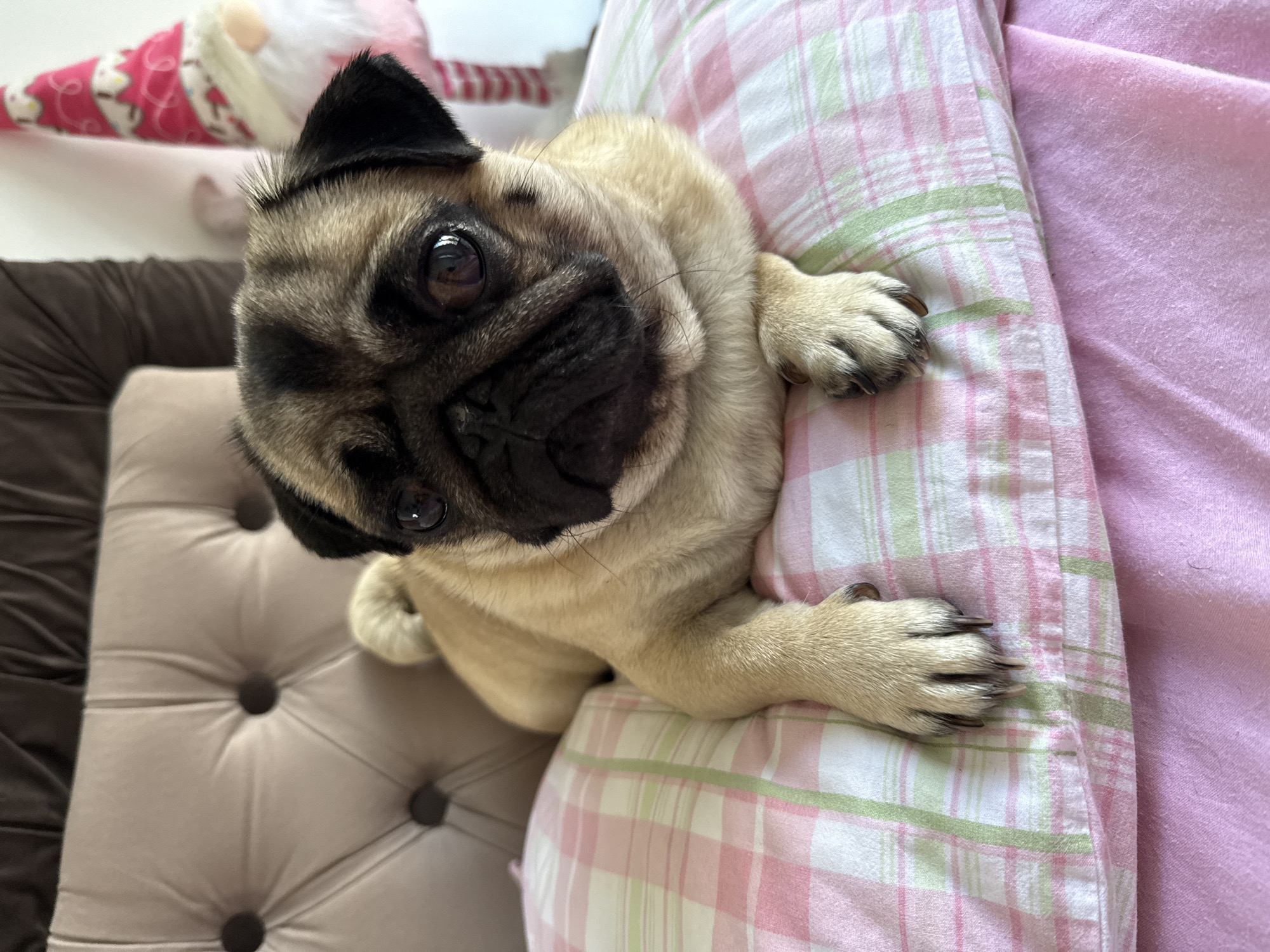 A pug dog is lying on a pink and green plaid pillow. The dog's face is turned towards the camera, with its eyes looking directly ahead. The dog's front paws are resting on the pillow. In the background, a tufted headboard of a bed is visible, along with a decorated gnome. The scene appears to be indoors.