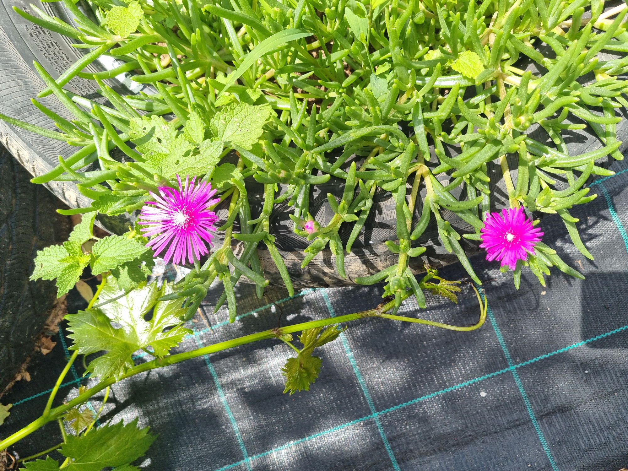 The image captures a close-up view of a potted plant with vibrant pink flowers and succulent green leaves, possibly a Delosperma or a similar ice plant species. The plant is situated outdoors, resting on a black ground cover fabric with a green grid pattern. In the background, a portion of a worn tire is visible, suggesting the planter might be an upcycled tire. A thin vine with small green leaves, potentially a grape vine, is intertwined with the succulent plant, adding a contrasting texture and color to the scene. The sunlight casts shadows on the fabric, indicating a bright day. The overall impression is of a garden or a balcony setting in Dabravka, Bulgaria. There are no people visible in the image.