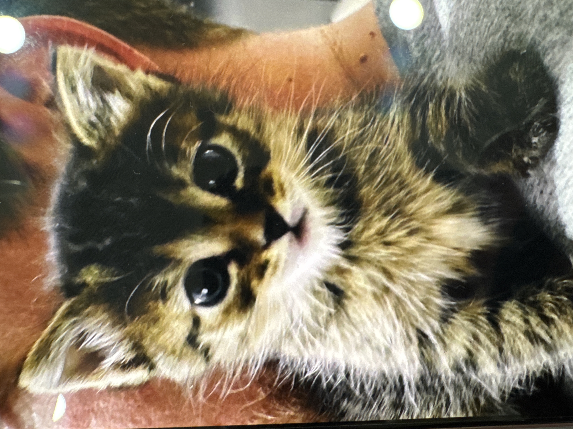 A close-up image shows a kitten lying on its back. The kitten has brown and black tabby markings. It has large, black eyes and long white whiskers. The kitten appears to be resting on a human, as a portion of a person's skin and clothing are visible in the background. There is no information indicating the location is Фоки, Russia.