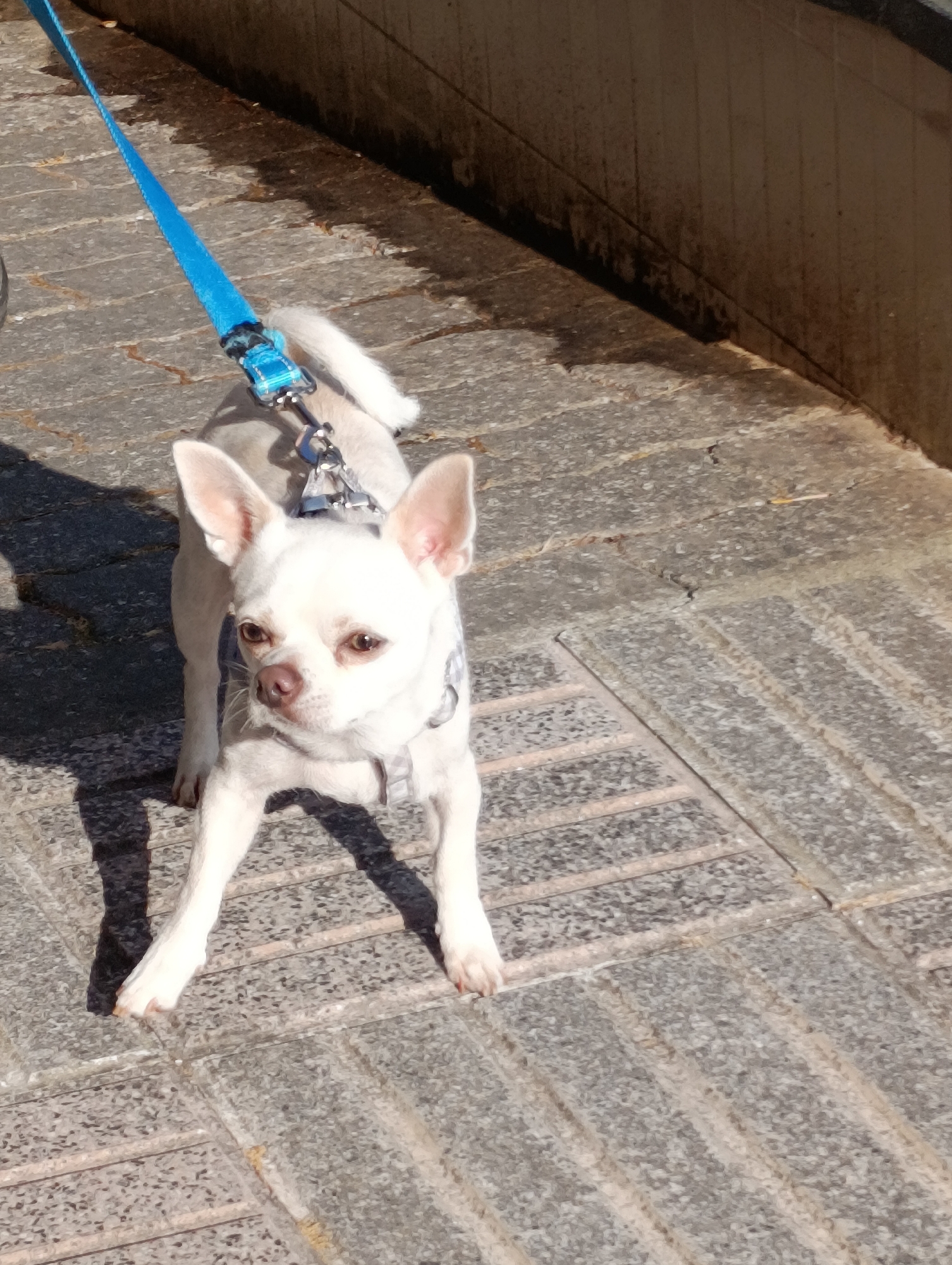 A small, light-colored Chihuahua dog is standing on a grey tiled pathway with a blue leash attached to its harness. The dog is facing forward with its ears perked up. Sunlight casts a shadow of the dog on the pathway to its left. In the background, a textured, beige-colored wall with some darker stains runs horizontally across the image. The pathway is composed of rectangular tiles, with some areas appearing to be slightly raised or textured. The scene appears to be outdoors, possibly in a park or public space in Setúbal, Portugal.