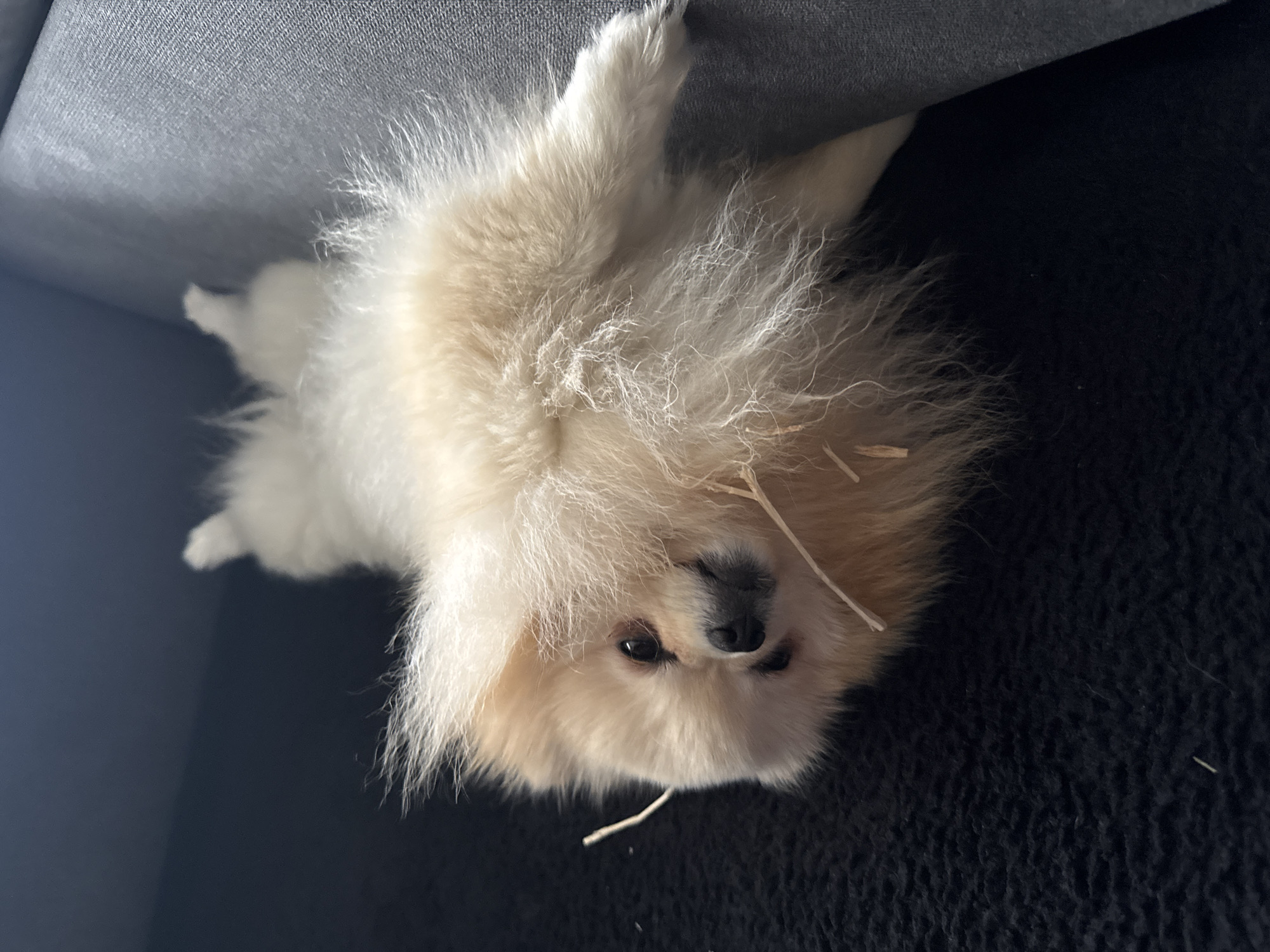 A medium shot of a tan and white Pomeranian dog lying on its back on a dark grey textured surface. The dog's head is in the lower center of the frame, its face turned slightly to the right. Its paws are visible in the upper left and lower right corners. There are small pieces of hay or straw scattered on the dog's fur. The surface appears to be part of a sofa or chair. The background consists of a smooth grey surface in the upper left corner. The location cannot be determined from the image.